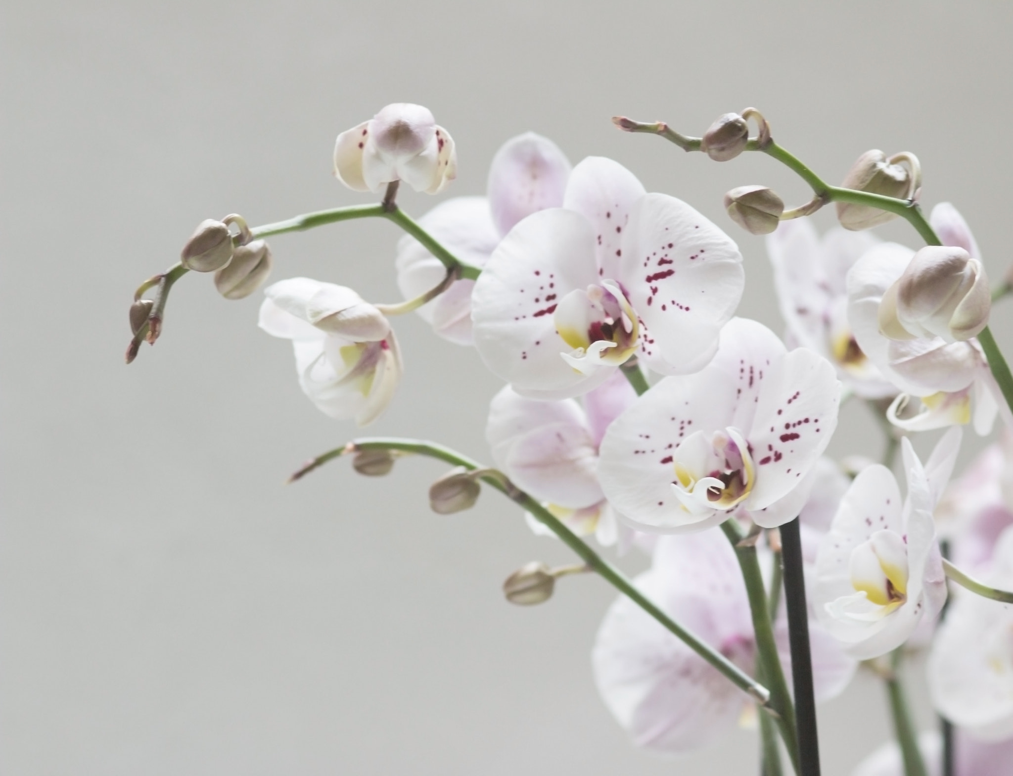 Canon EOS 70D + Sigma 105mm F2.8 EX DG Macro sample photo. Orchid study photography