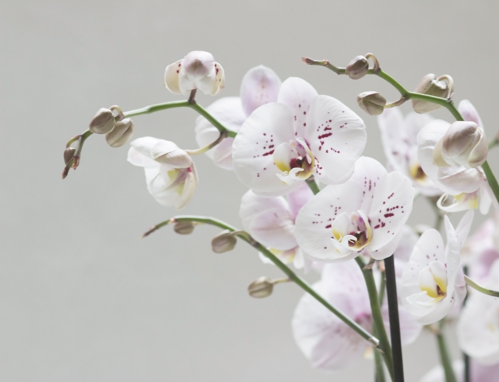Sigma 105mm F2.8 EX DG Macro sample photo. Orchid study photography