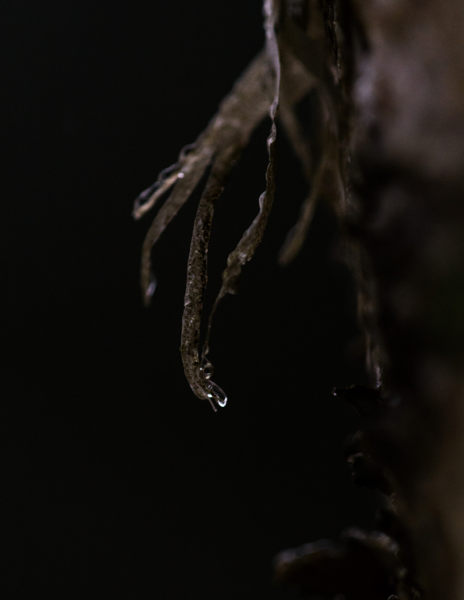 Sigma 150mm F2.8 EX DG Macro HSM sample photo. Tip of my fingers photography