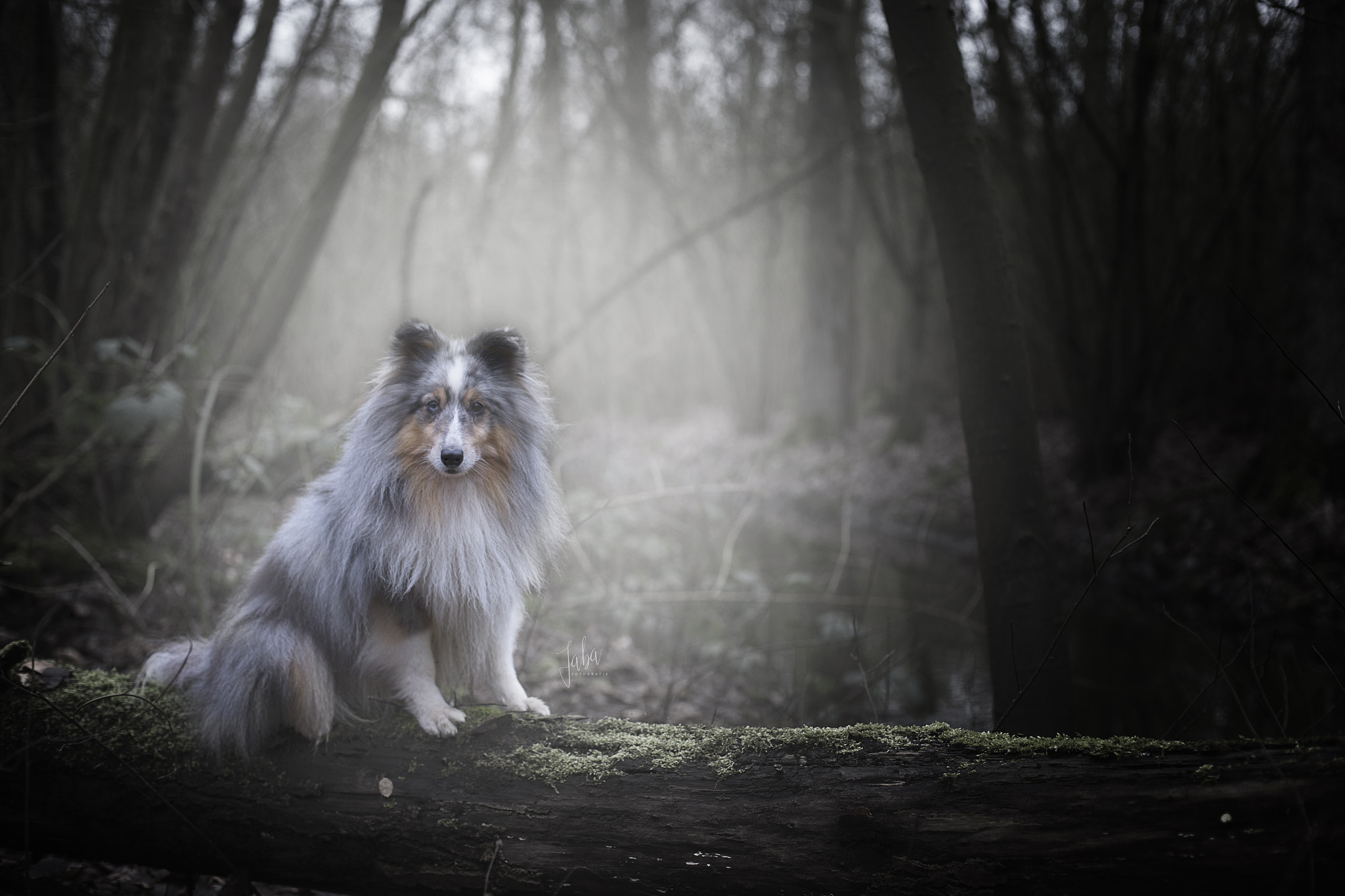 Canon EOS-1D X + Canon EF 50mm F1.4 USM sample photo. Forest dog :-) photography