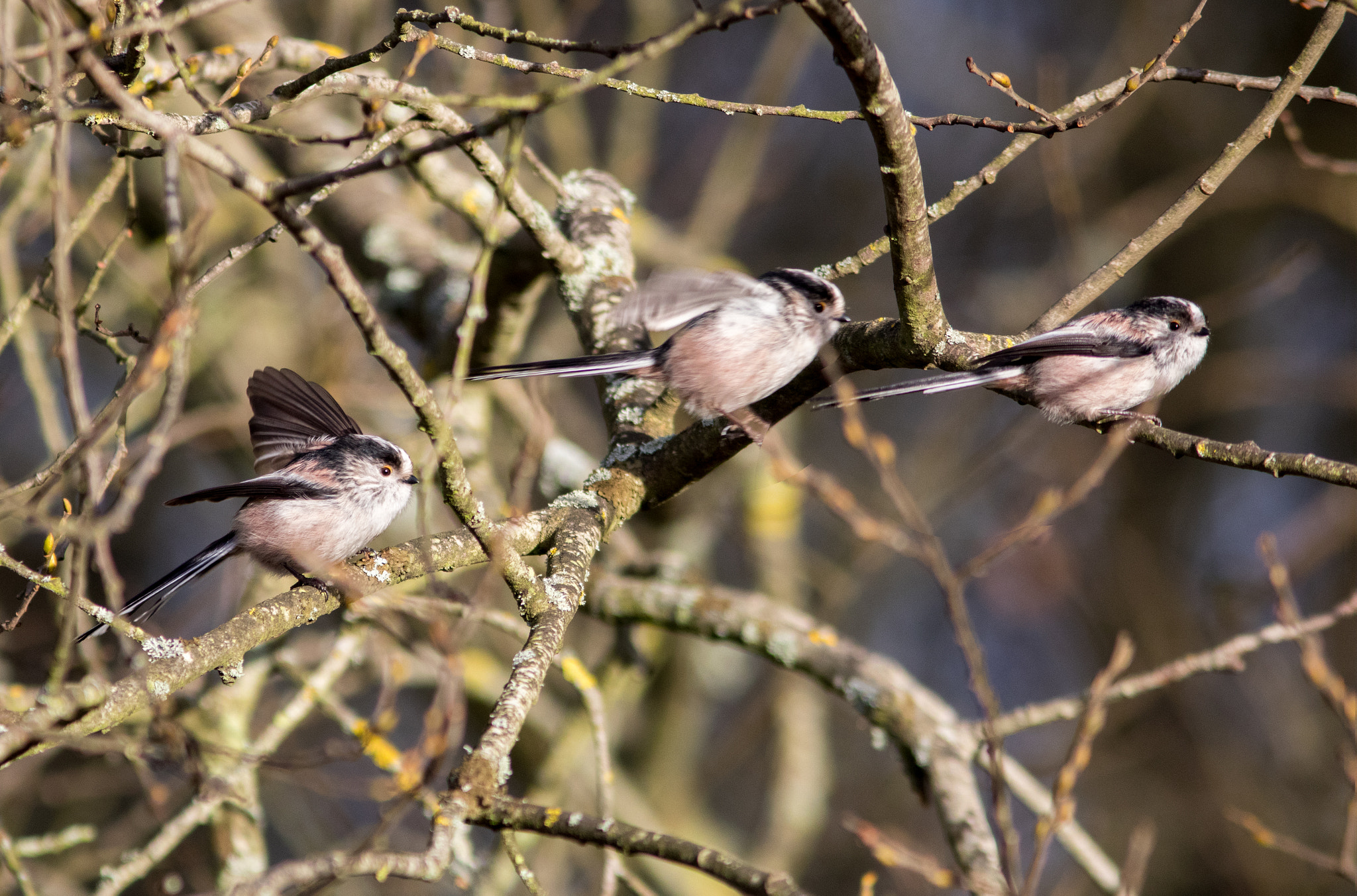 Canon EF 300mm F4L IS USM sample photo. Hopping along the branches photography