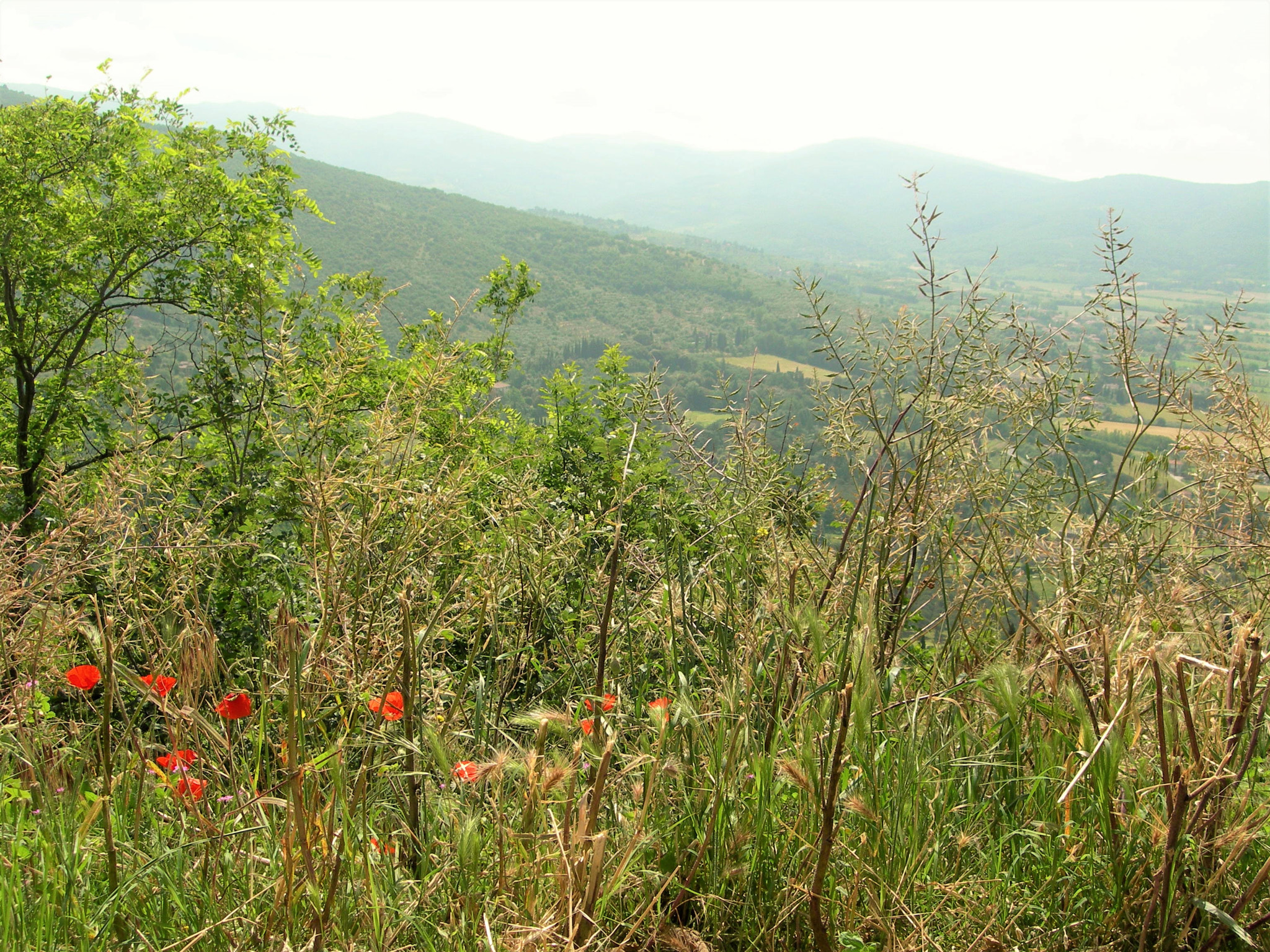 Nikon E7900 sample photo. Poppies. and the leap beyond photography