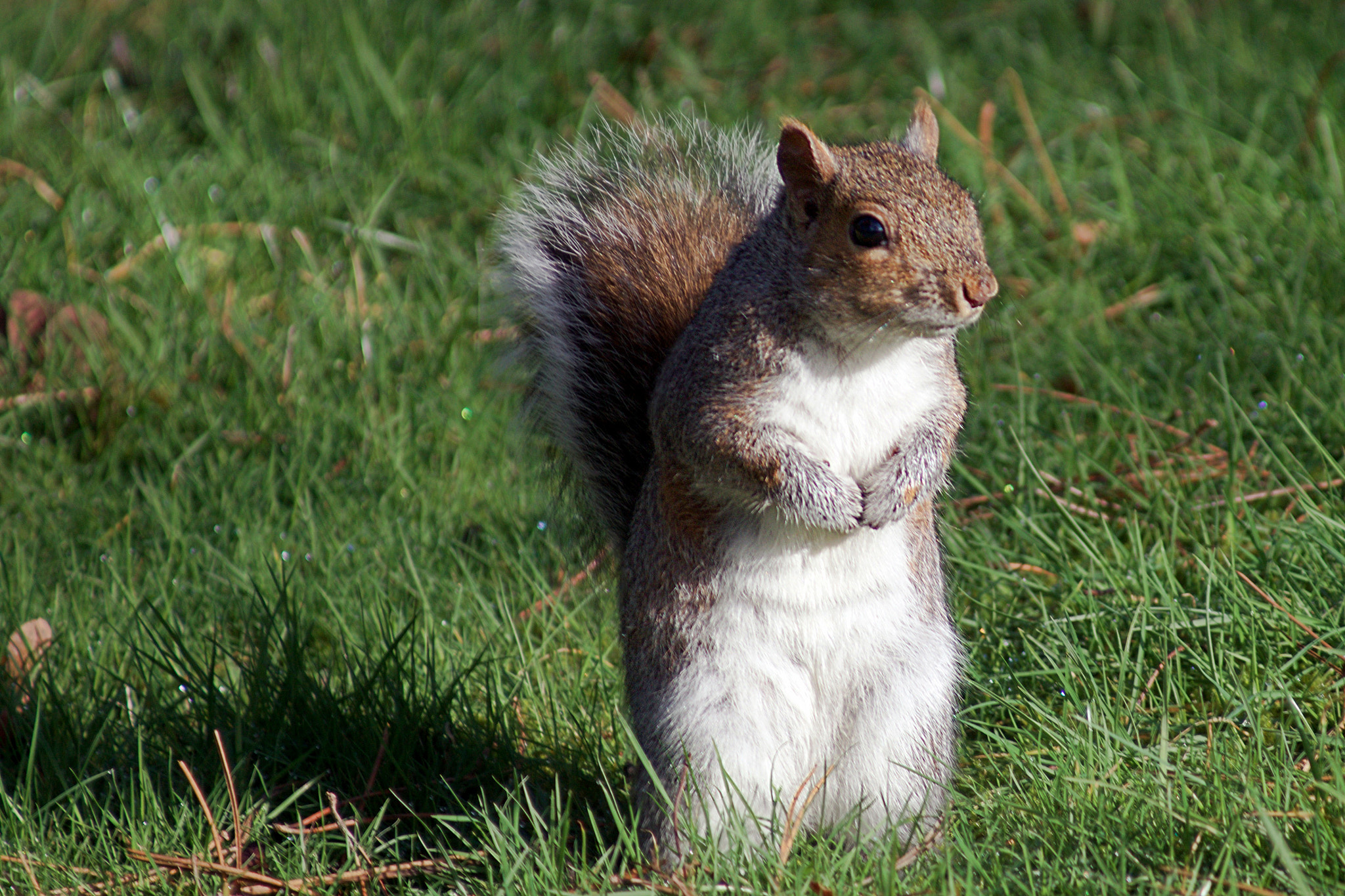 Canon EF 80-200mm F4.5-5.6 II sample photo. An embarassed squirrel photography