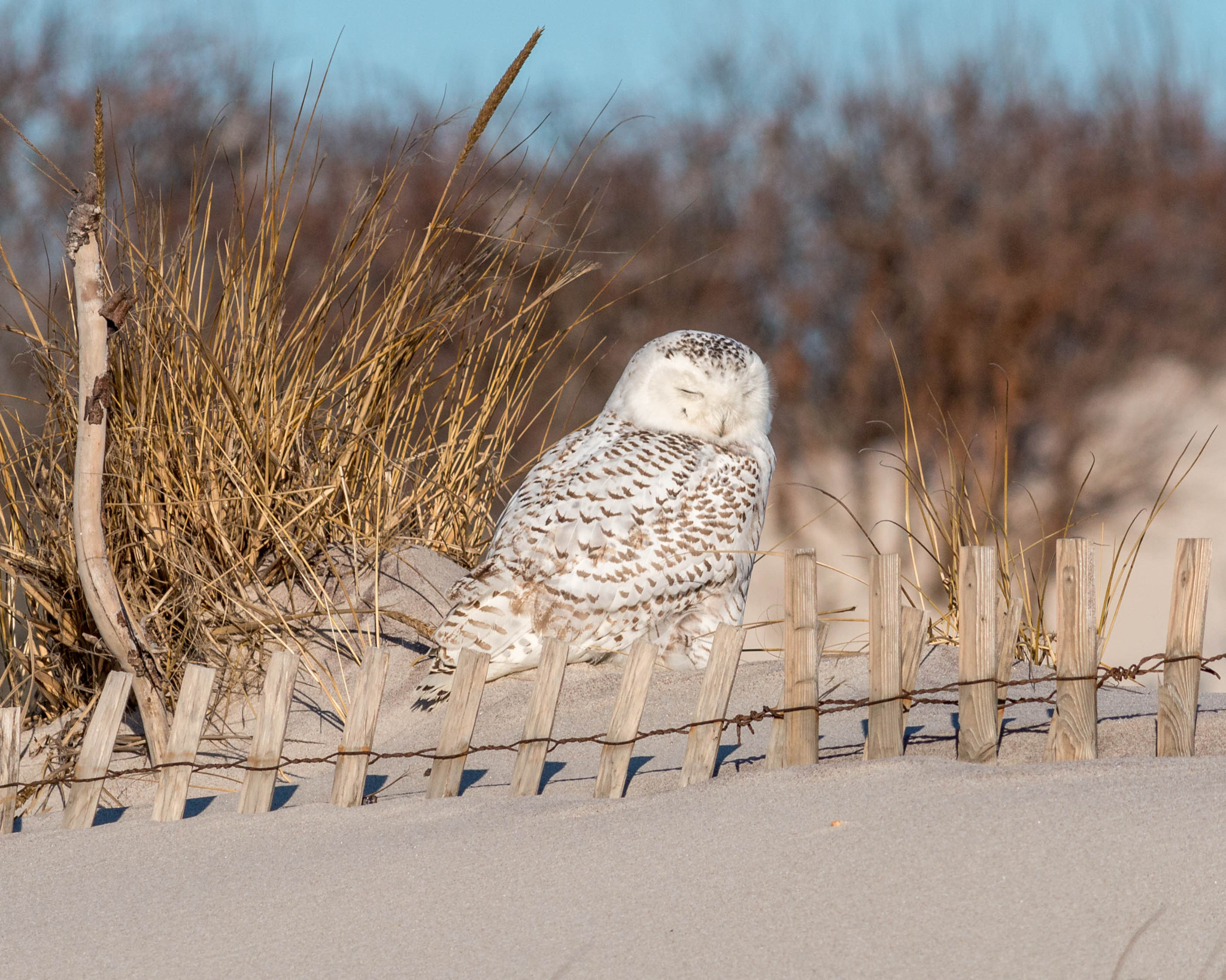 Canon EOS 70D + Canon EF 400mm F5.6L USM sample photo. Sheltering from wind photography