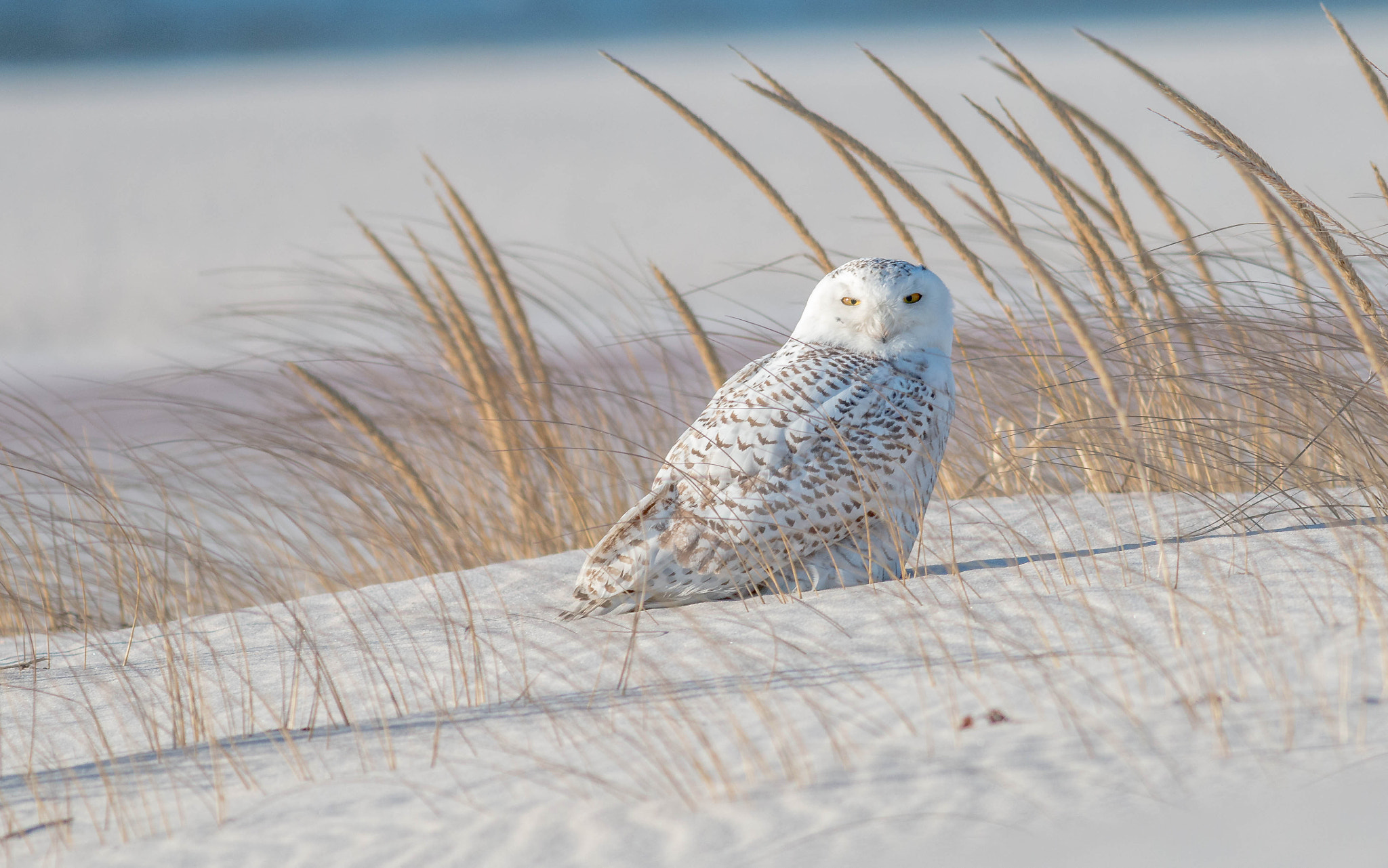 Canon EOS 70D + Canon EF 400mm F5.6L USM sample photo. The stare photography