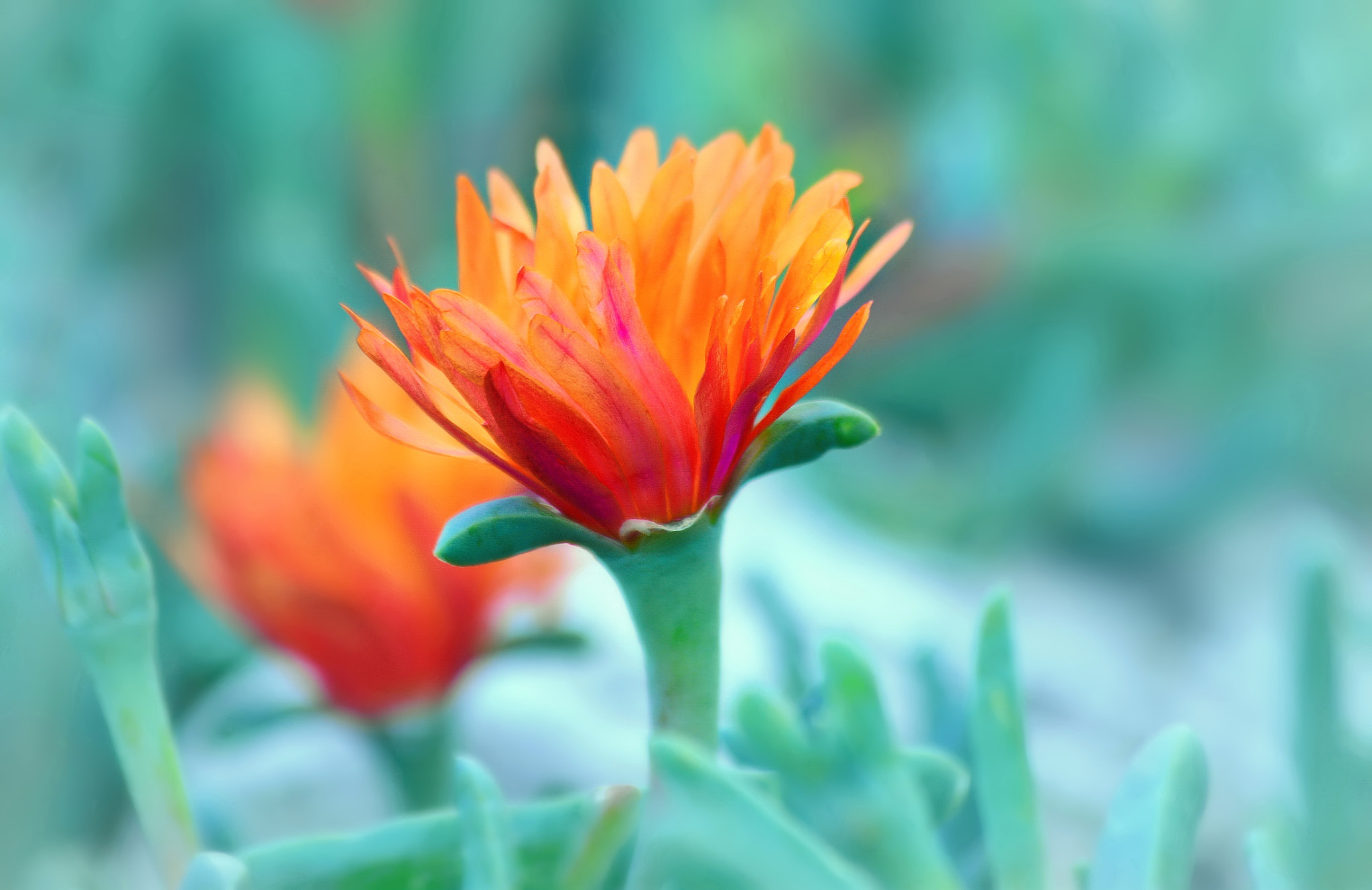 Sigma 70-300mm F4-5.6 APO Macro Super II sample photo. Fire and ice photography