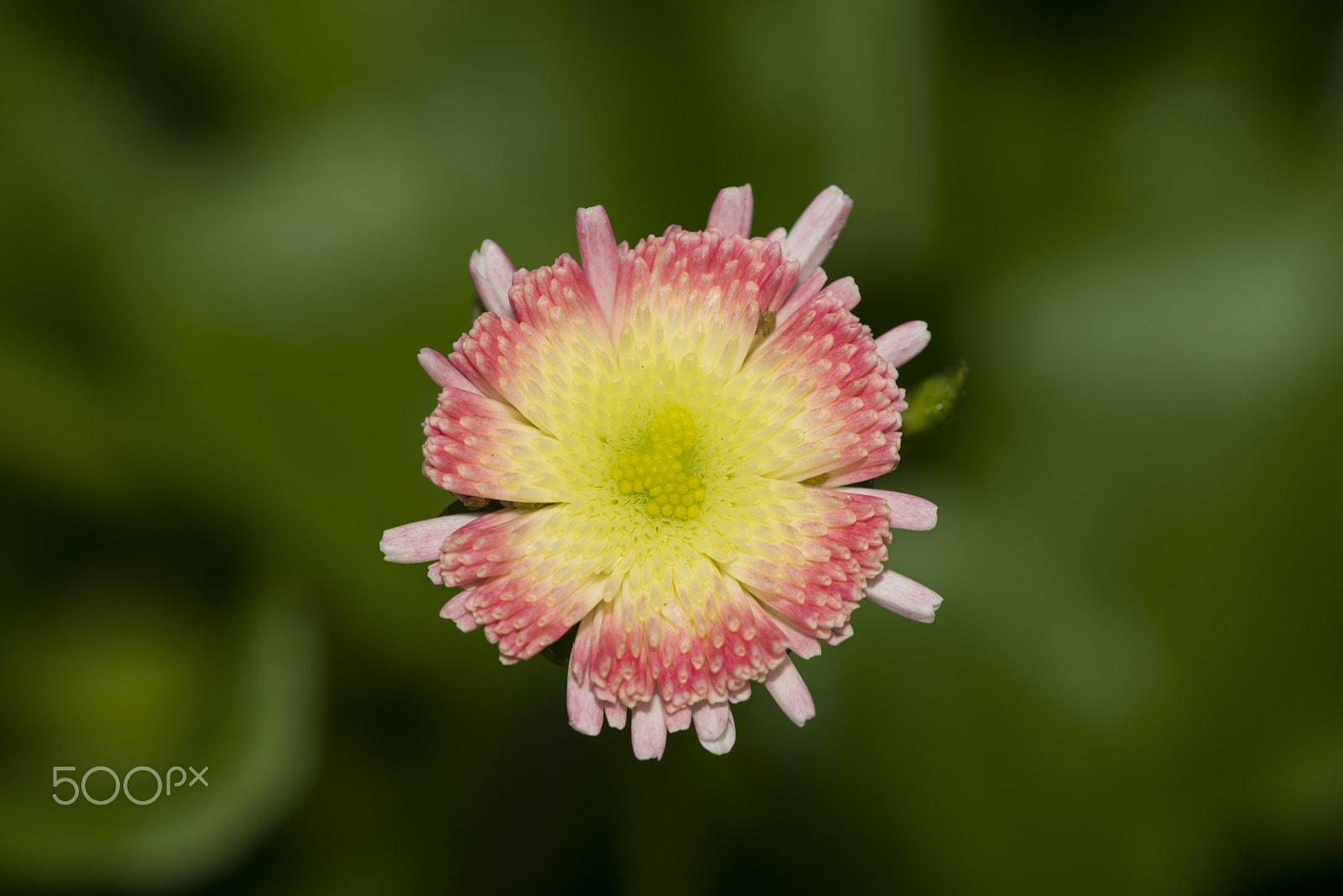 Nikon AF Micro-Nikkor 200mm F4D ED-IF sample photo. Bellis bellissima photography