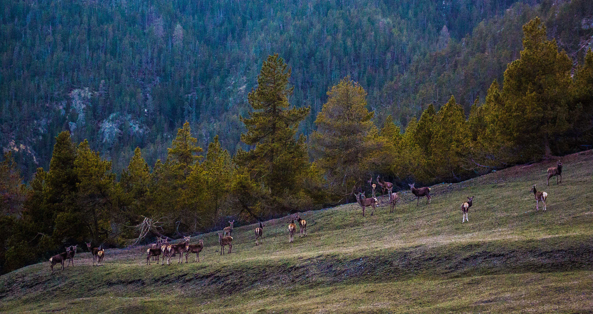 Canon EF 75-300mm f/4-5.6 USM sample photo. Stags photography