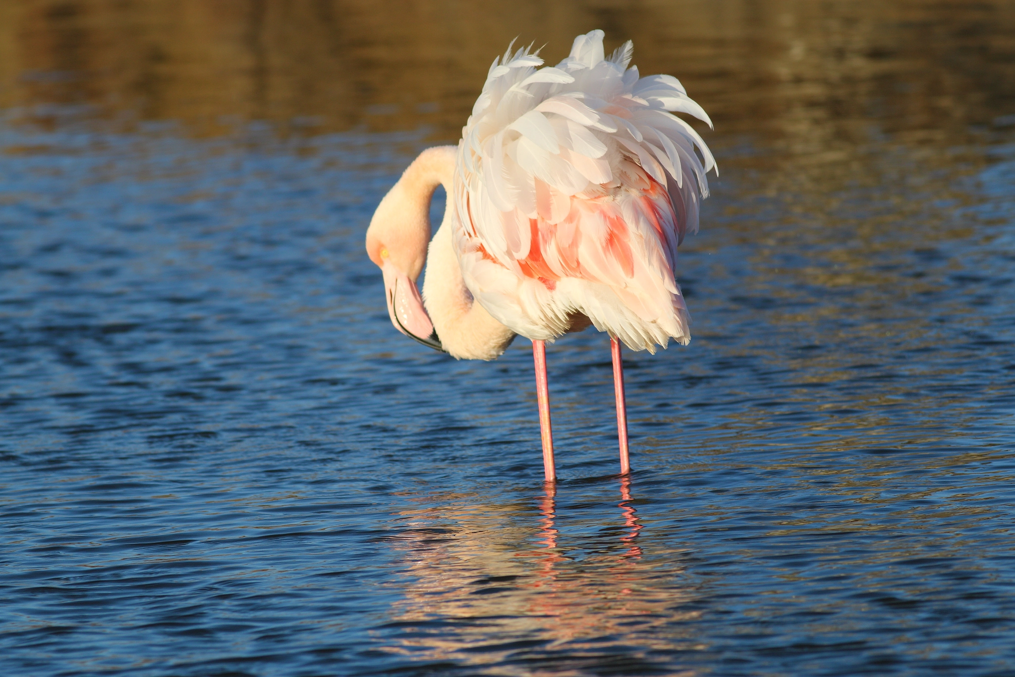 Canon EOS 70D + Canon EF 400mm F5.6L USM sample photo. Like a bride photography