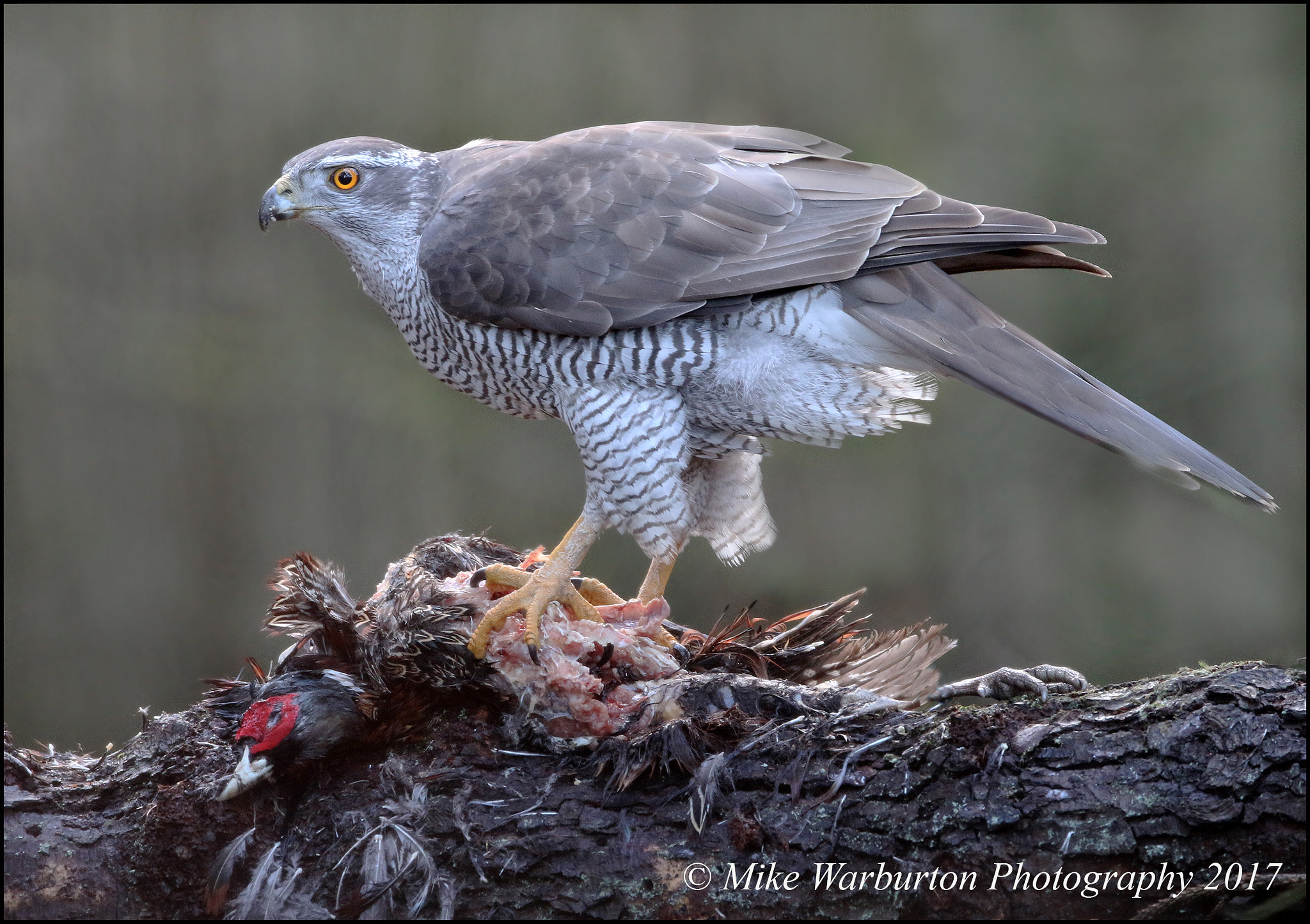 150-600mm F5-6.3 DG OS HSM | Contemporary 015 sample photo. Goshawk (female) photography
