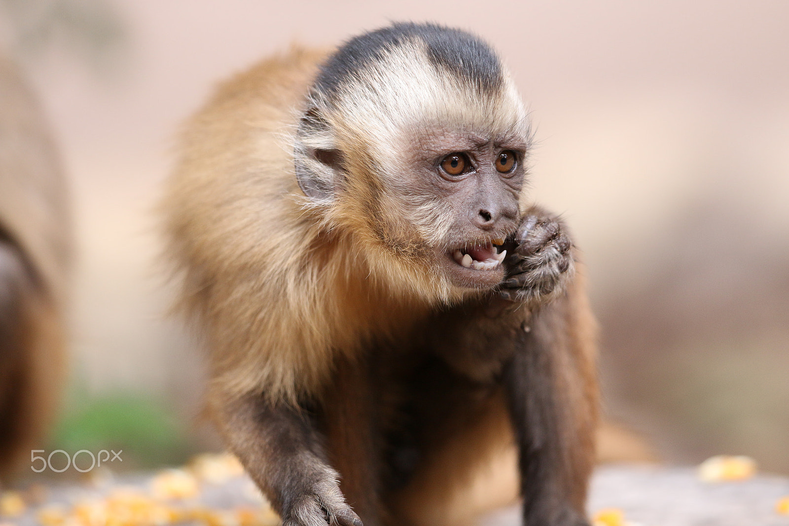 Canon EF 300mm F2.8L IS II USM sample photo. Capuchin monkey (sapajus libidinosus) photography