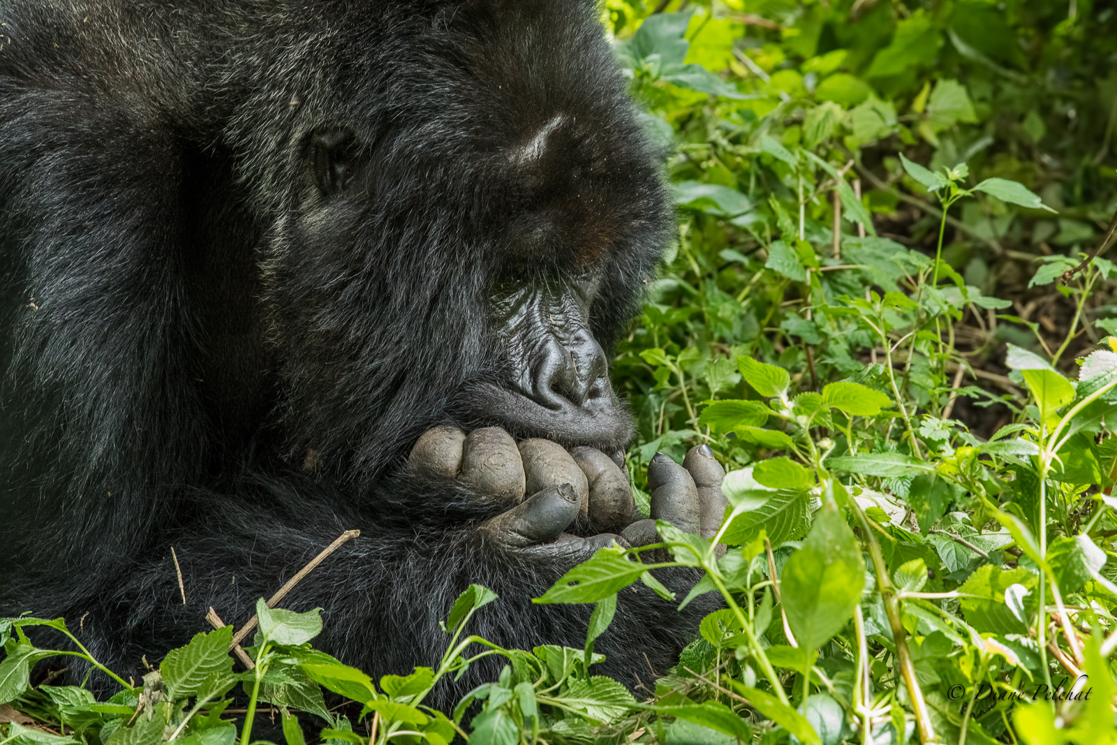 Canon EF 24-70mm F2.8L II USM sample photo. The chief "silverback" gorilla lost in thought photography