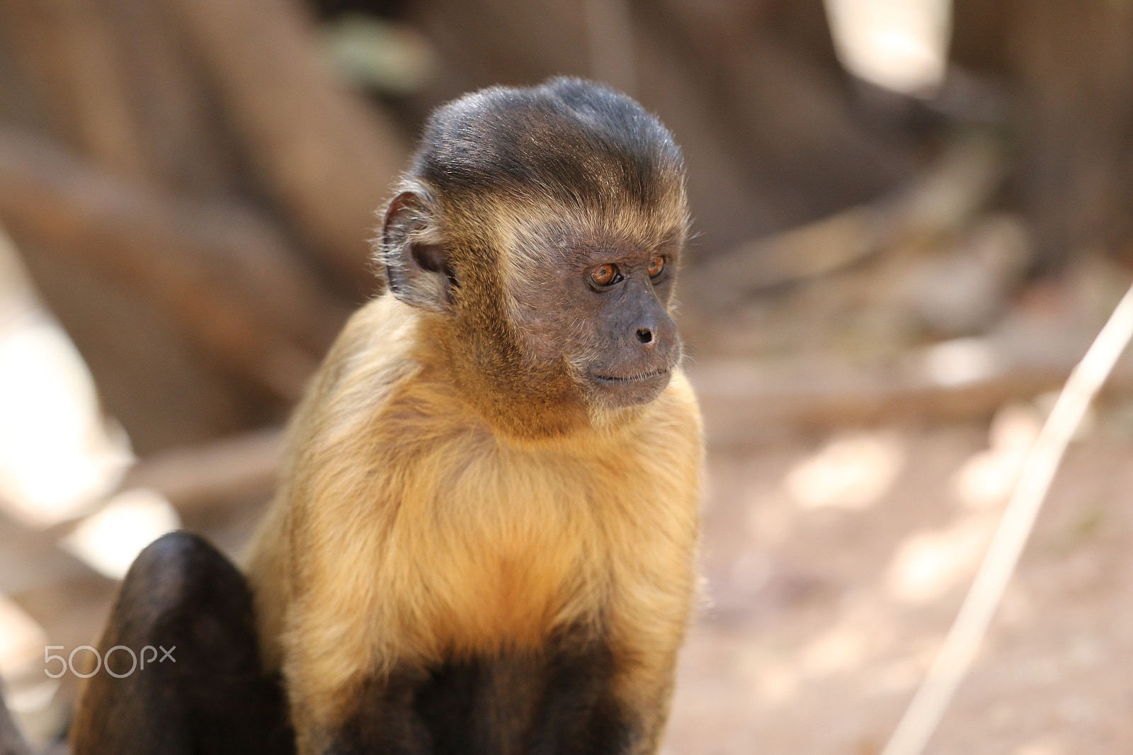 Canon EF 300mm F2.8L IS II USM sample photo. Capuchin monkey (sapajus libidinosus) photography