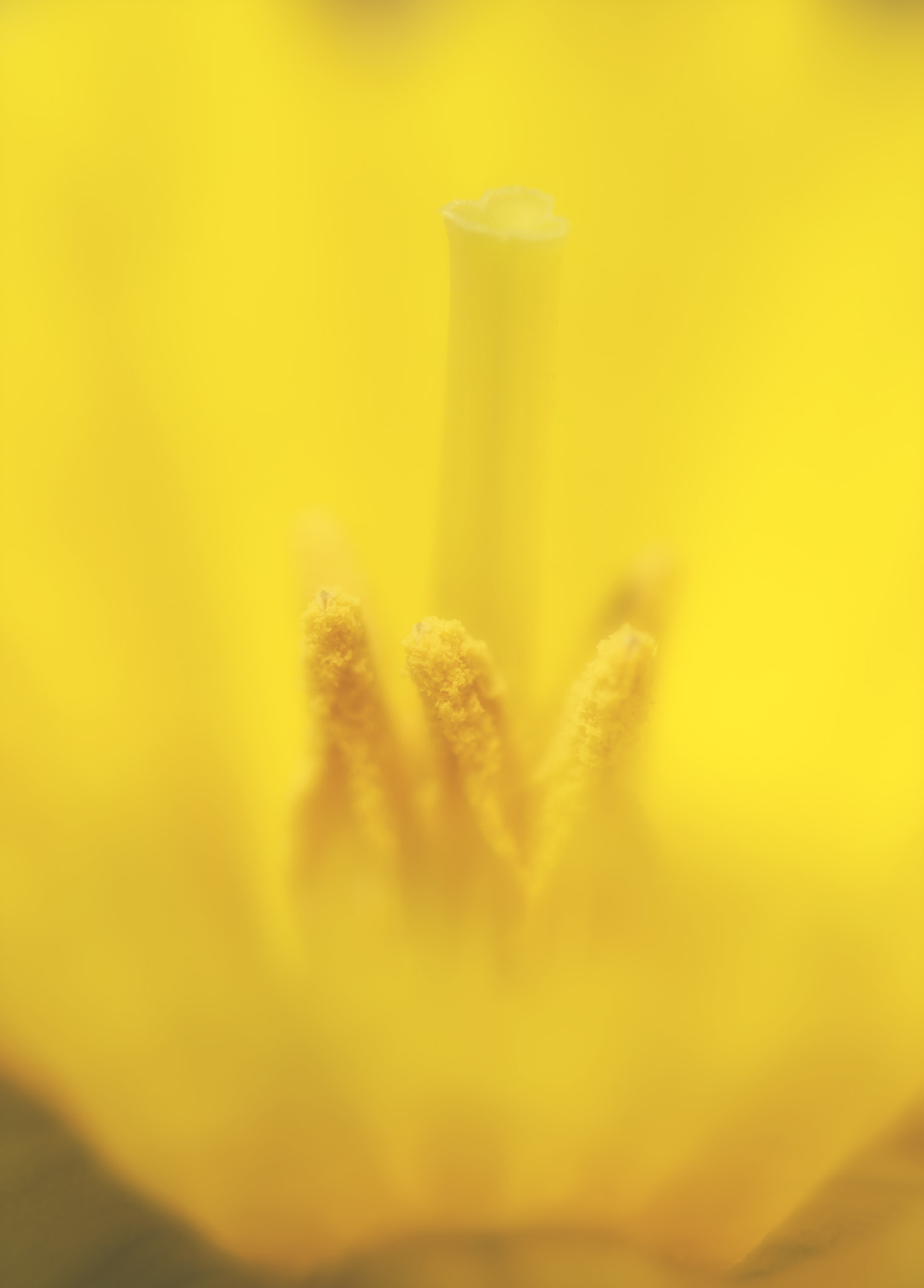 Nikon D3200 sample photo. Inside a daffodil photography
