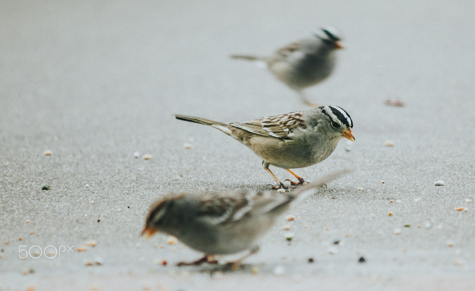 Canon EF 80-200mm F4.5-5.6 II sample photo. White-crowned sparrows photography