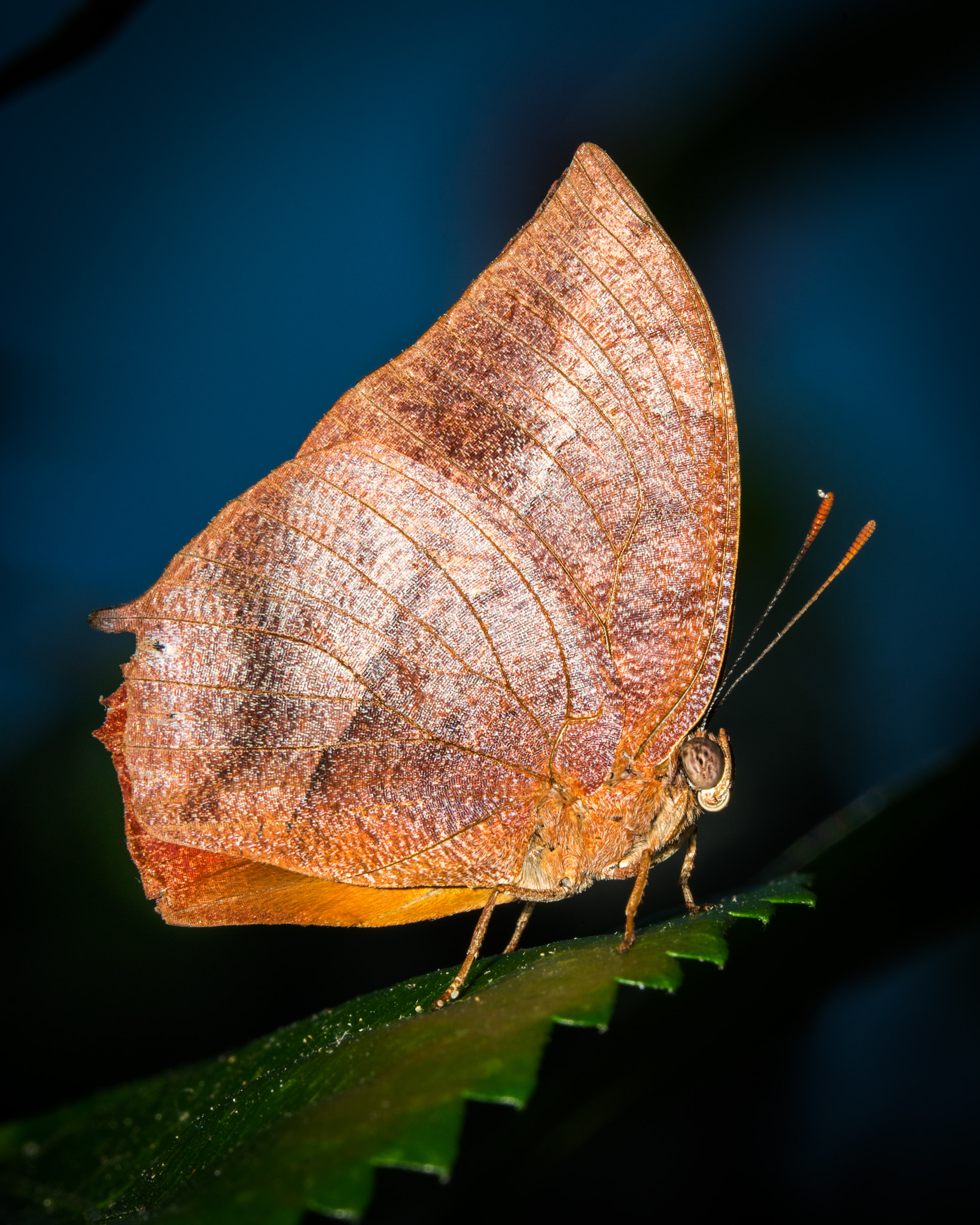 Tamron SP AF 180mm F3.5 Di LD (IF) Macro sample photo. Plain brown wrapper photography