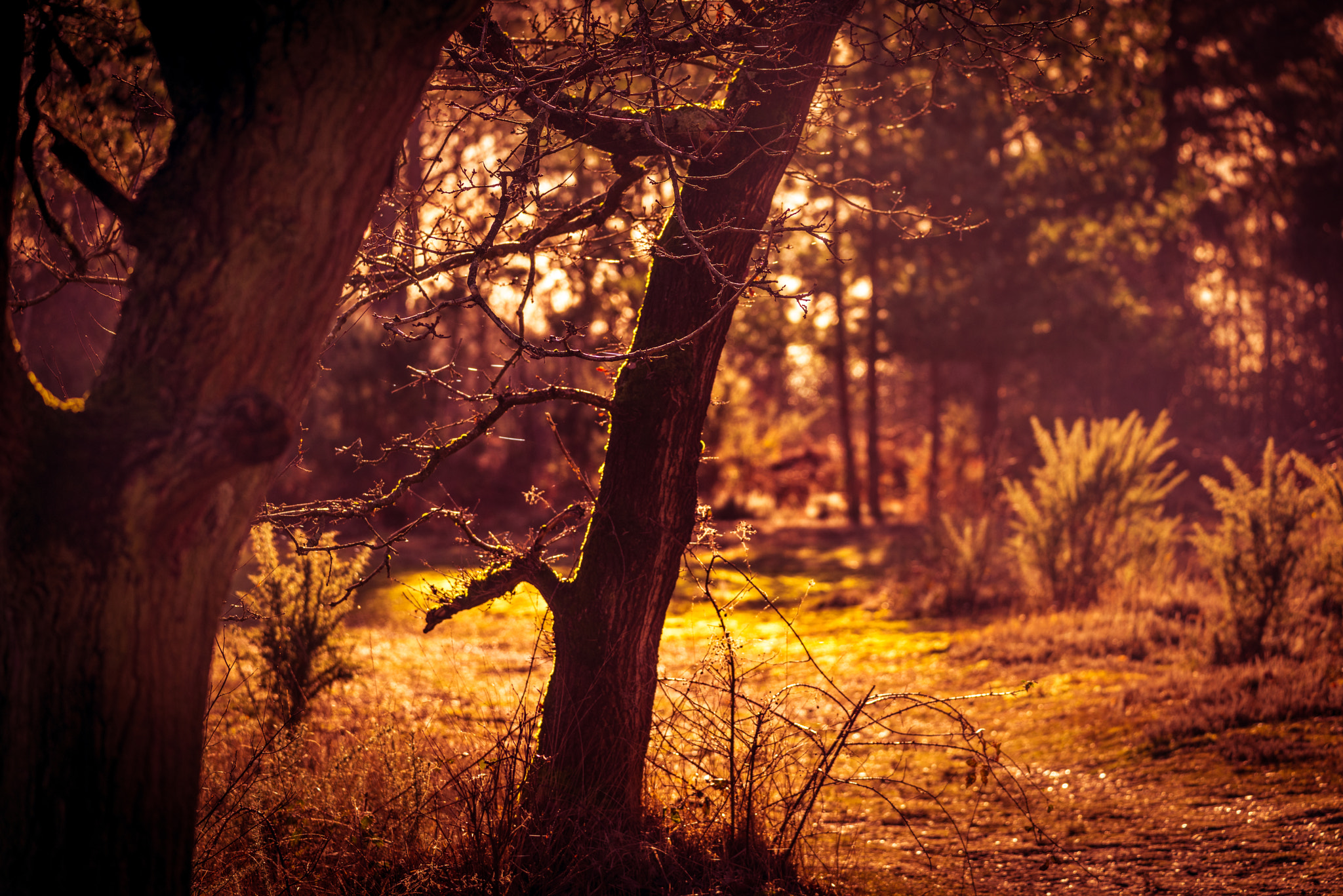 Sigma 150-600mm F5-6.3 DG OS HSM | C sample photo. Golden hour photography