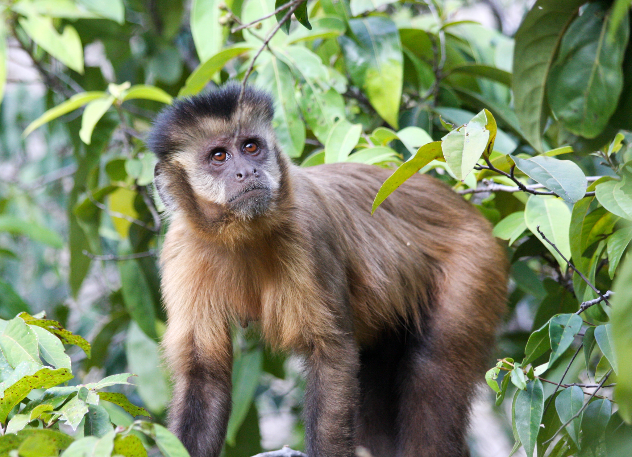Canon EOS 40D + Canon EF 70-300mm F4-5.6 IS USM sample photo. Capuchin monkey (sapajus libidinosus) photography
