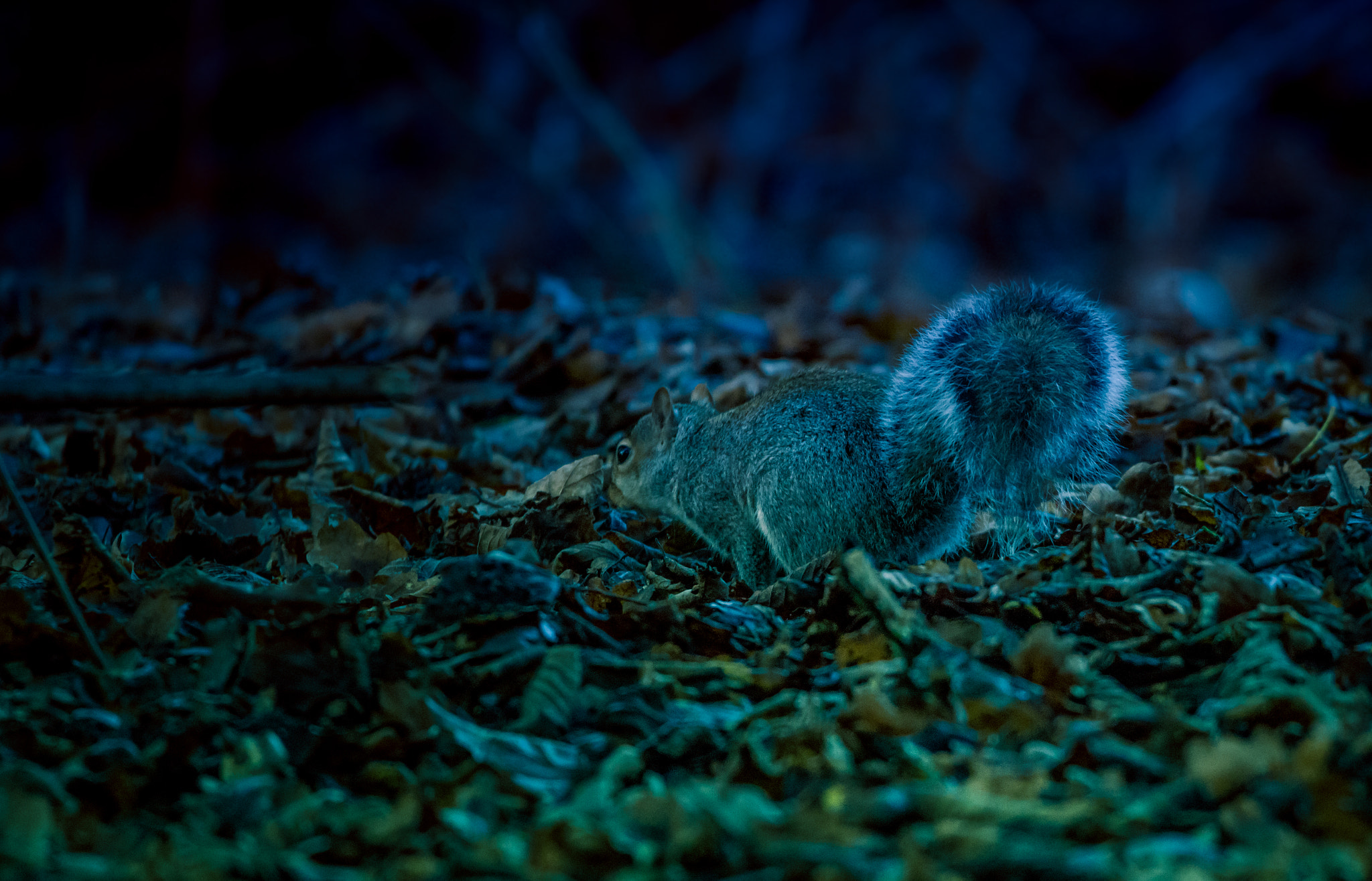Sigma 150-600mm F5-6.3 DG OS HSM | C sample photo. Squirrel photography
