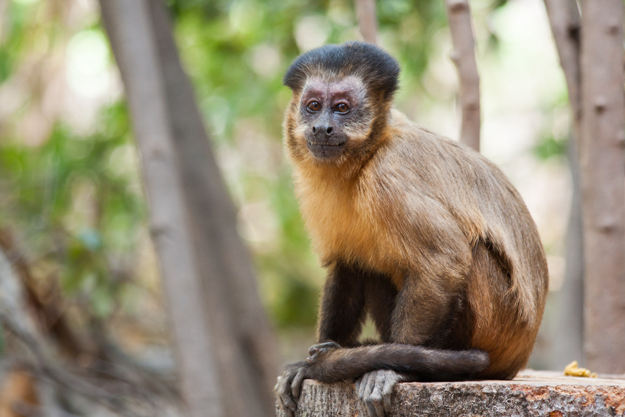 Canon EF 70-300mm F4-5.6 IS USM sample photo. Capuchin monkey (sapajus libidinosus) photography