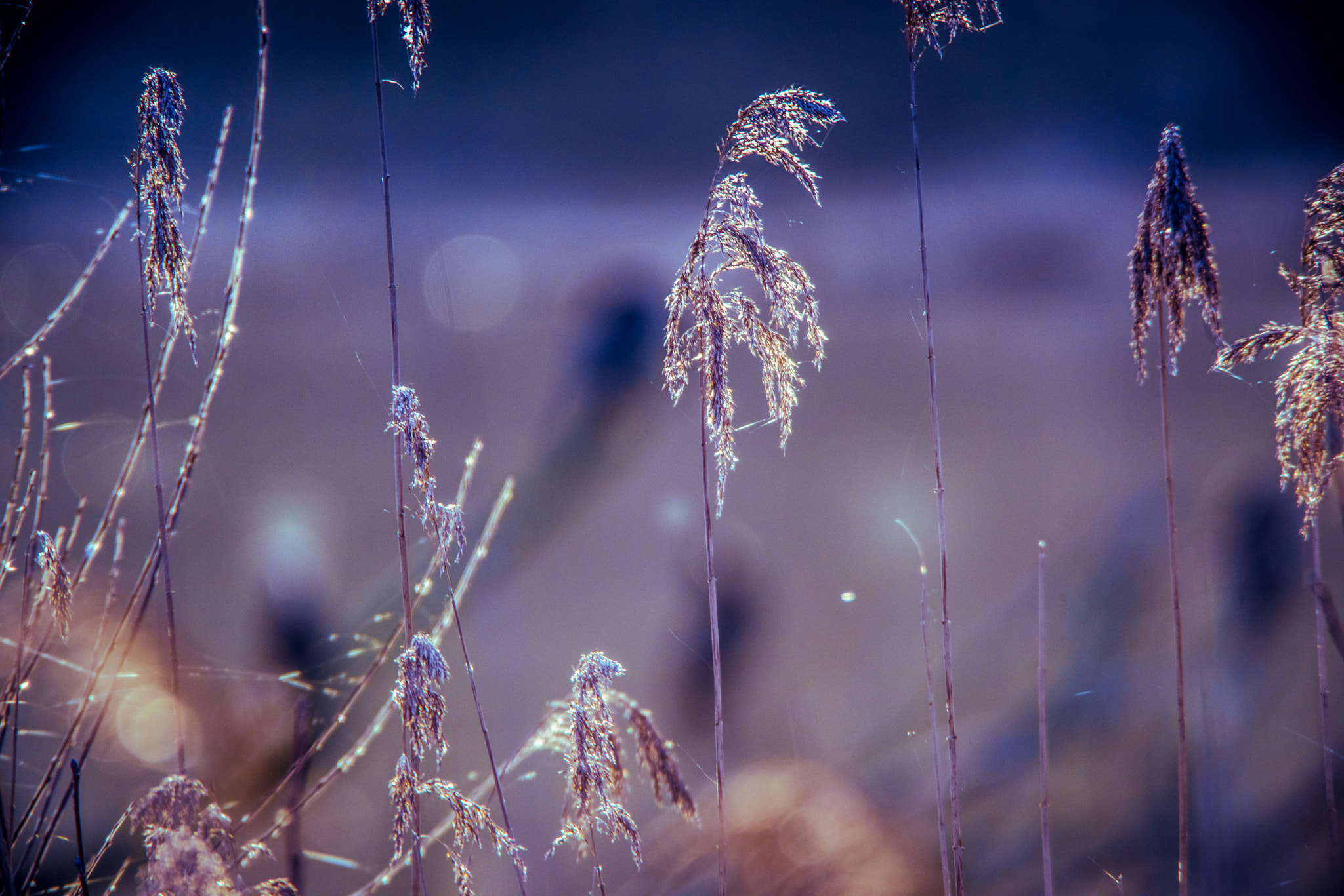 Sigma 150-600mm F5-6.3 DG OS HSM | C sample photo. Reed grasses photography