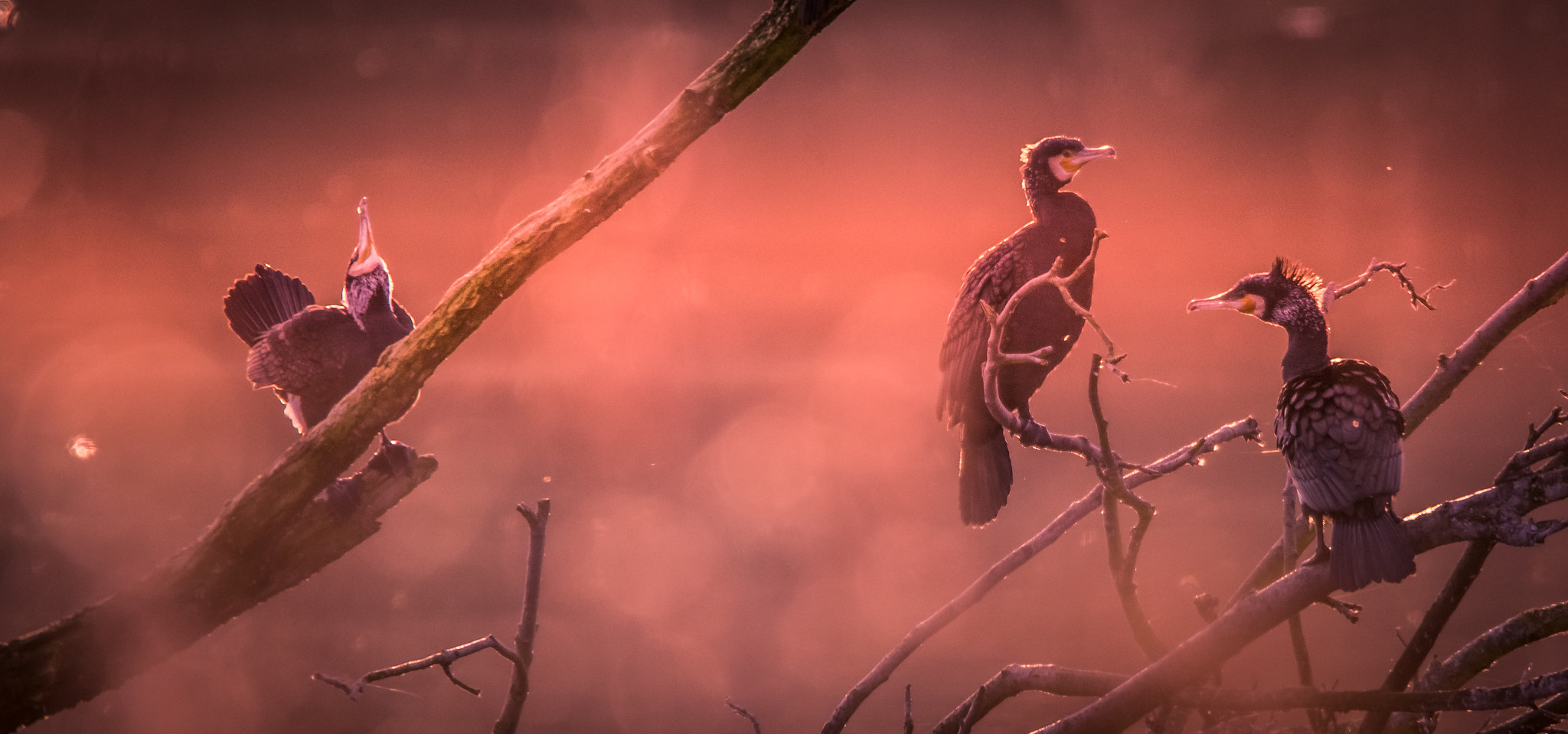 Sigma 150-600mm F5-6.3 DG OS HSM | C sample photo. Cormorants at dusk photography