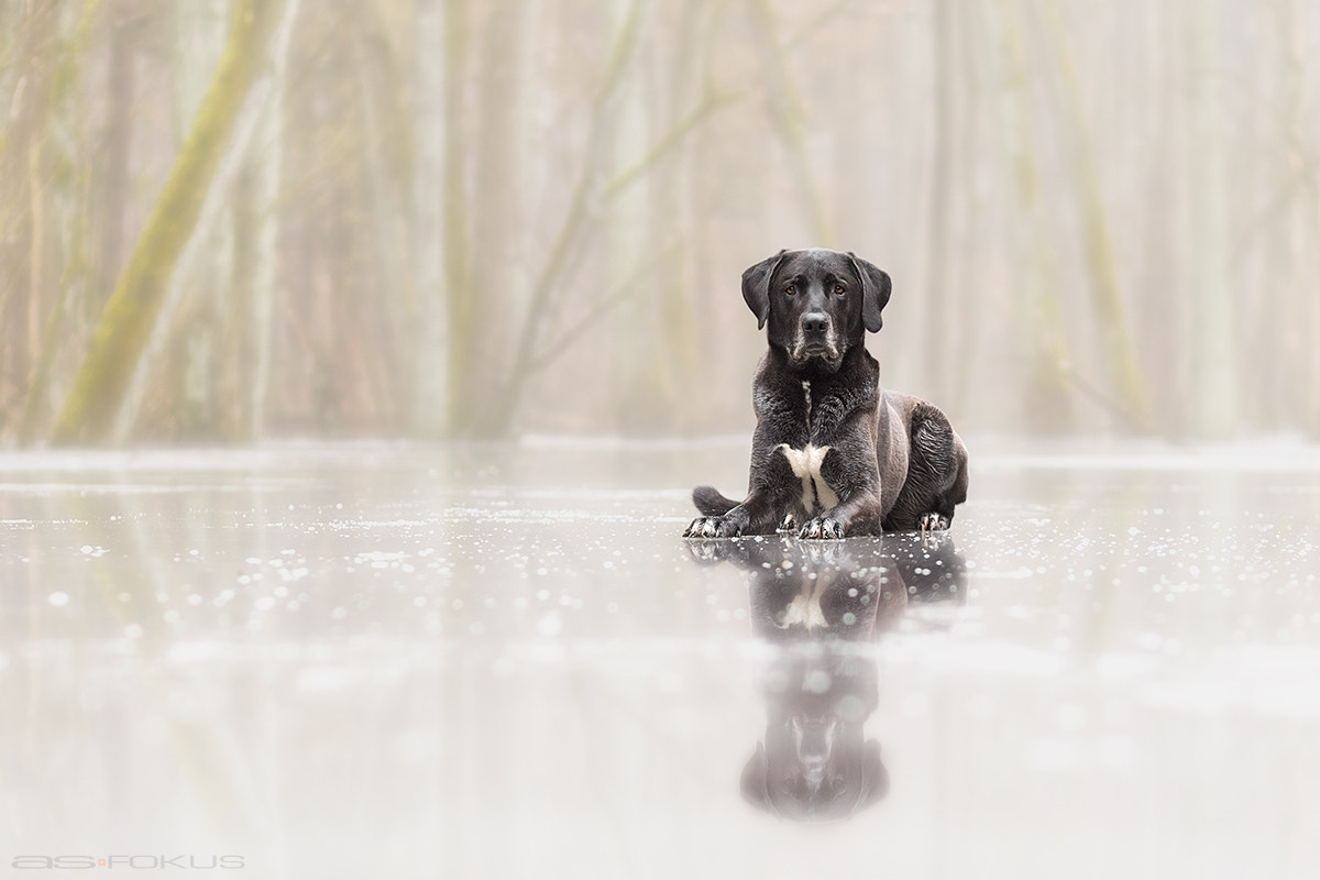 Canon EF 85mm F1.8 USM sample photo. Misty photography