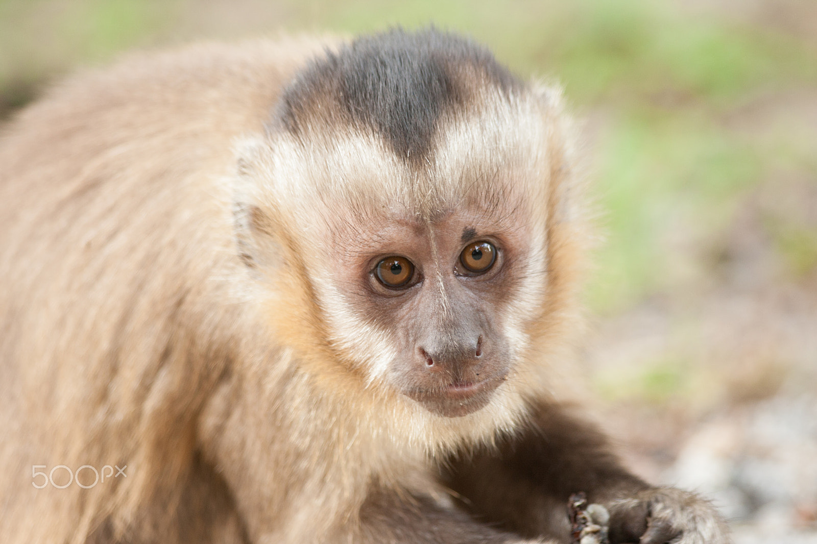 Canon EOS 40D sample photo. Capuchin monkey (sapajus libidinosus) photography