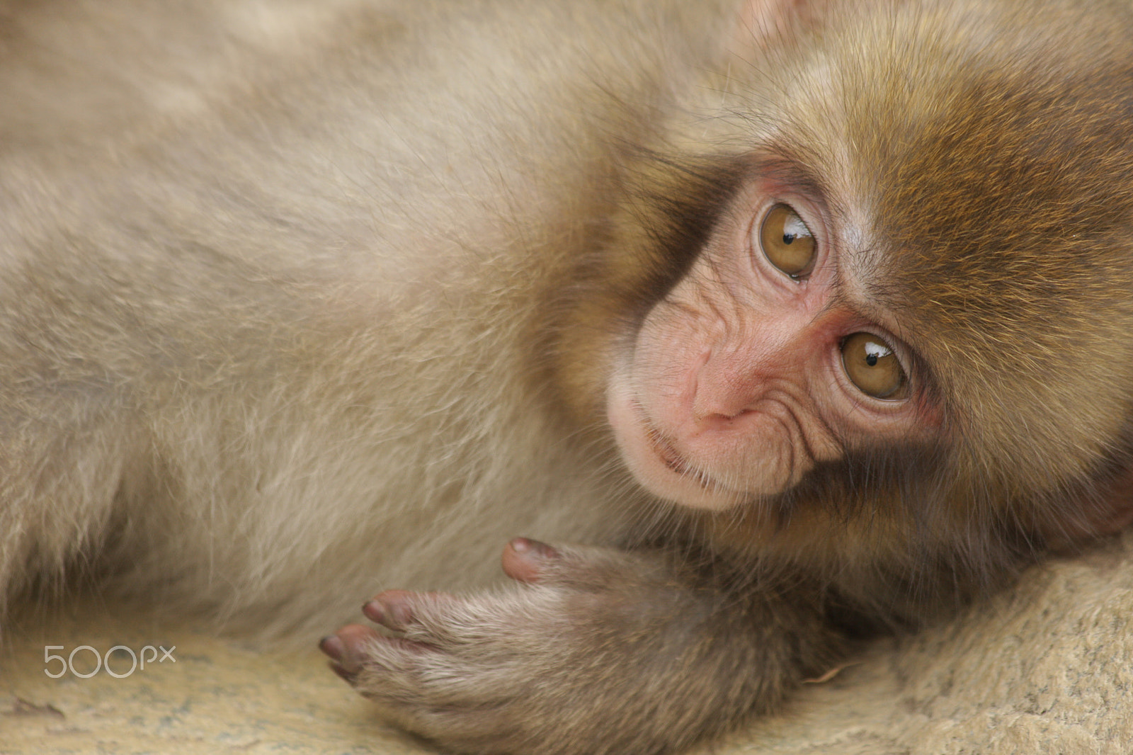 Canon EOS 40D + Canon EF 70-300mm F4-5.6 IS USM sample photo. Japanese macaque (macaca fuscata) photography