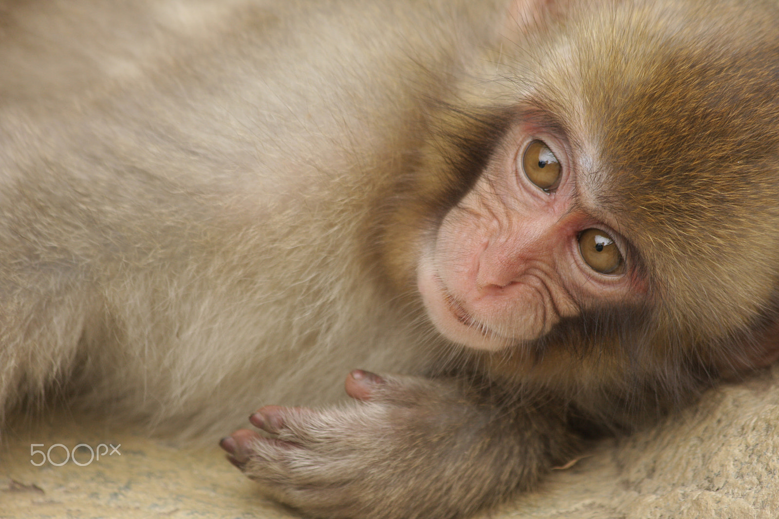 Canon EF 70-300mm F4-5.6 IS USM sample photo. Japanese macaque (macaca fuscata) photography