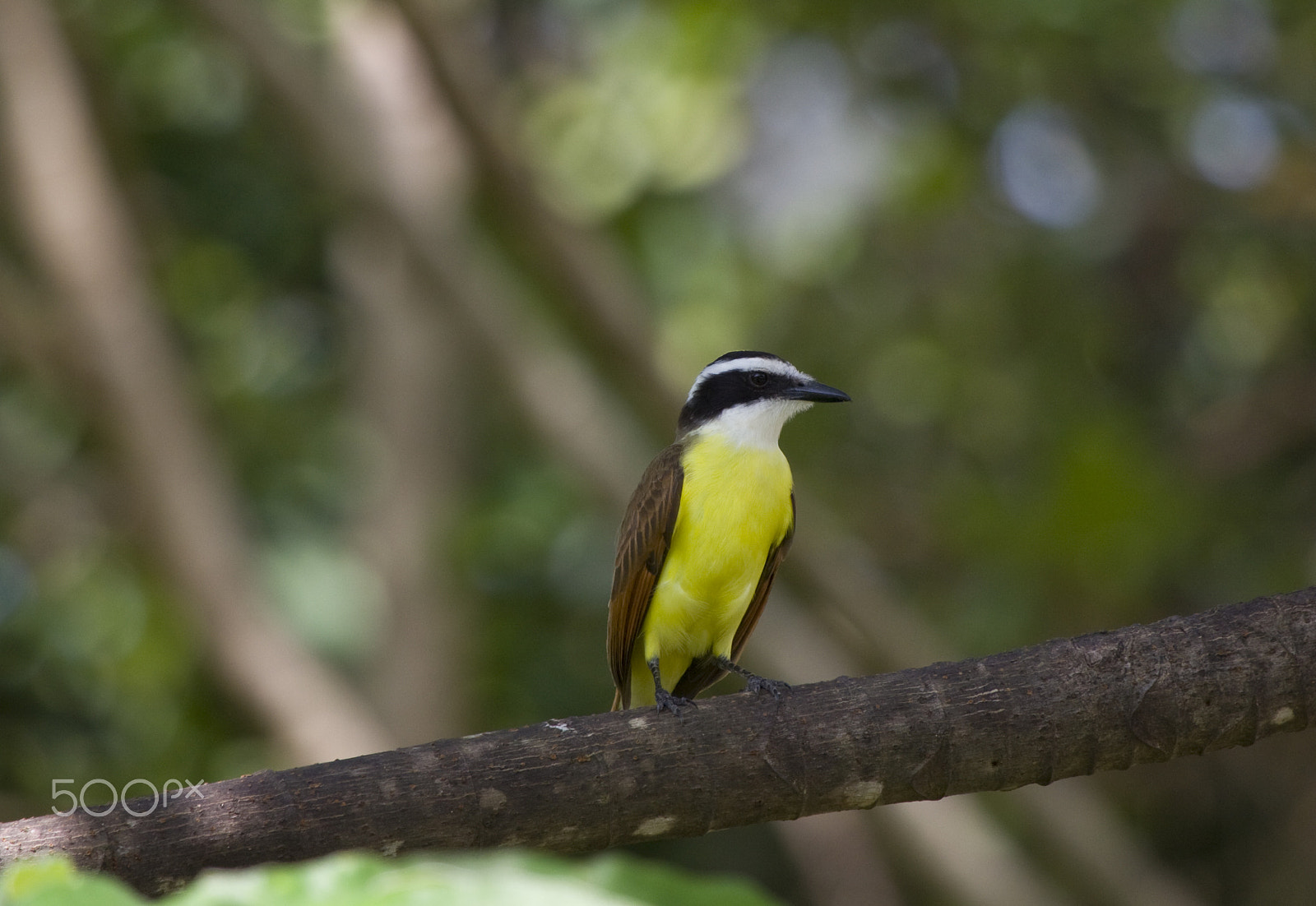 Canon EF 100-400mm F4.5-5.6L IS USM sample photo. Glowing yellow photography