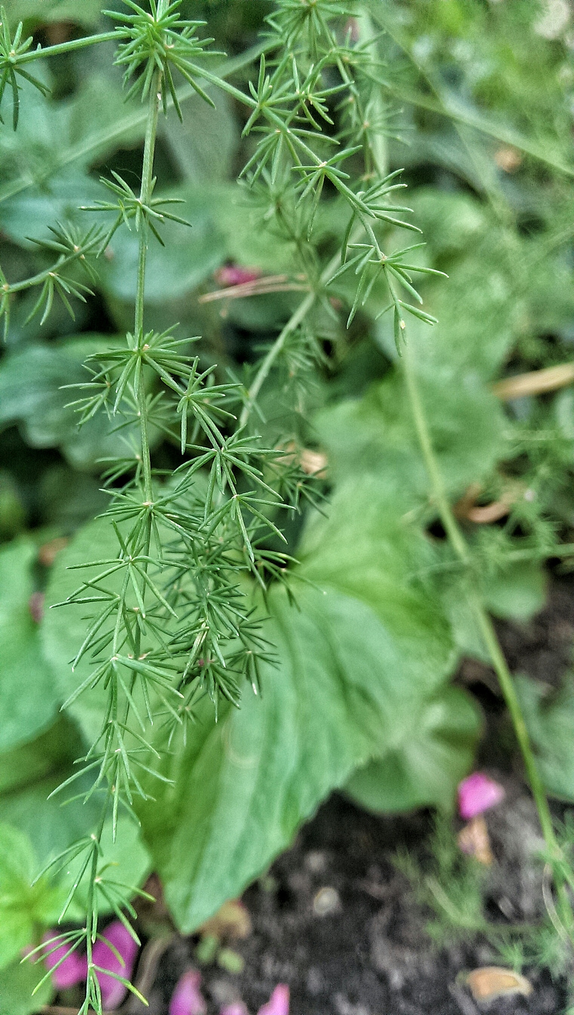 HTC ONE GOOGLE PLAY EDITION sample photo. Kertecske photography