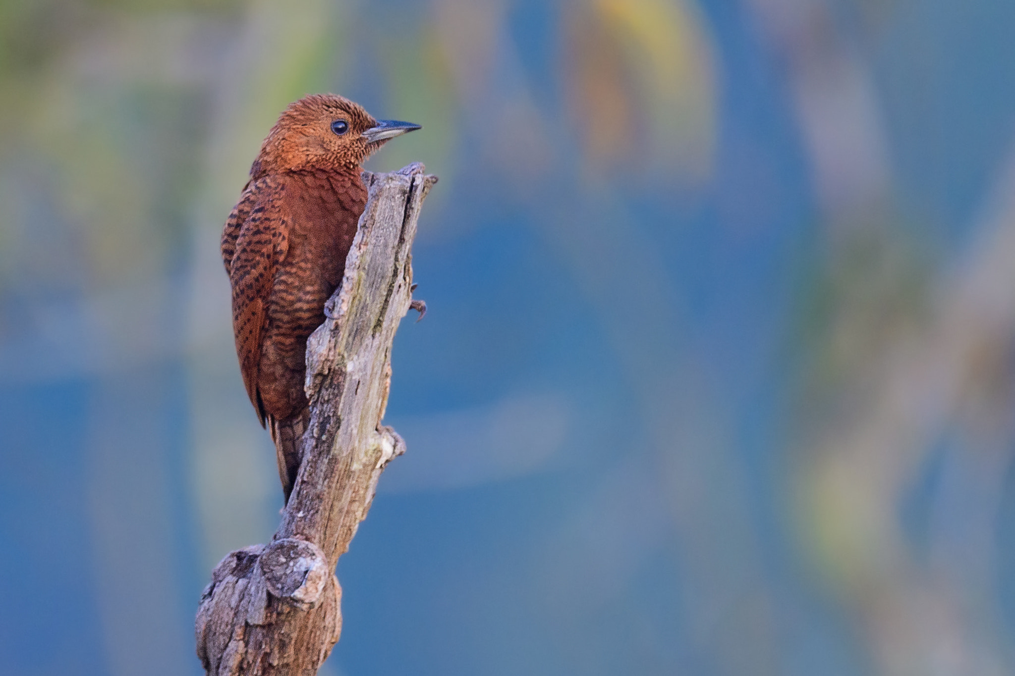 Nikon AF-S Nikkor 800mm F5.6E FL ED VR sample photo. খযর কঠকডল rufous woodpecker celeus brachyurus photography