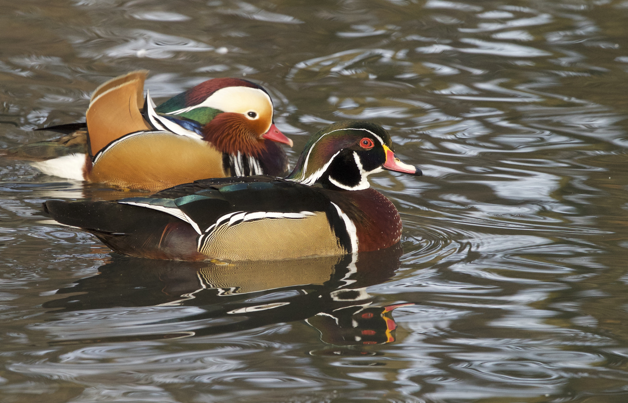 Canon EOS-1D X + Canon EF 300mm F2.8L IS II USM sample photo. Two beauties photography