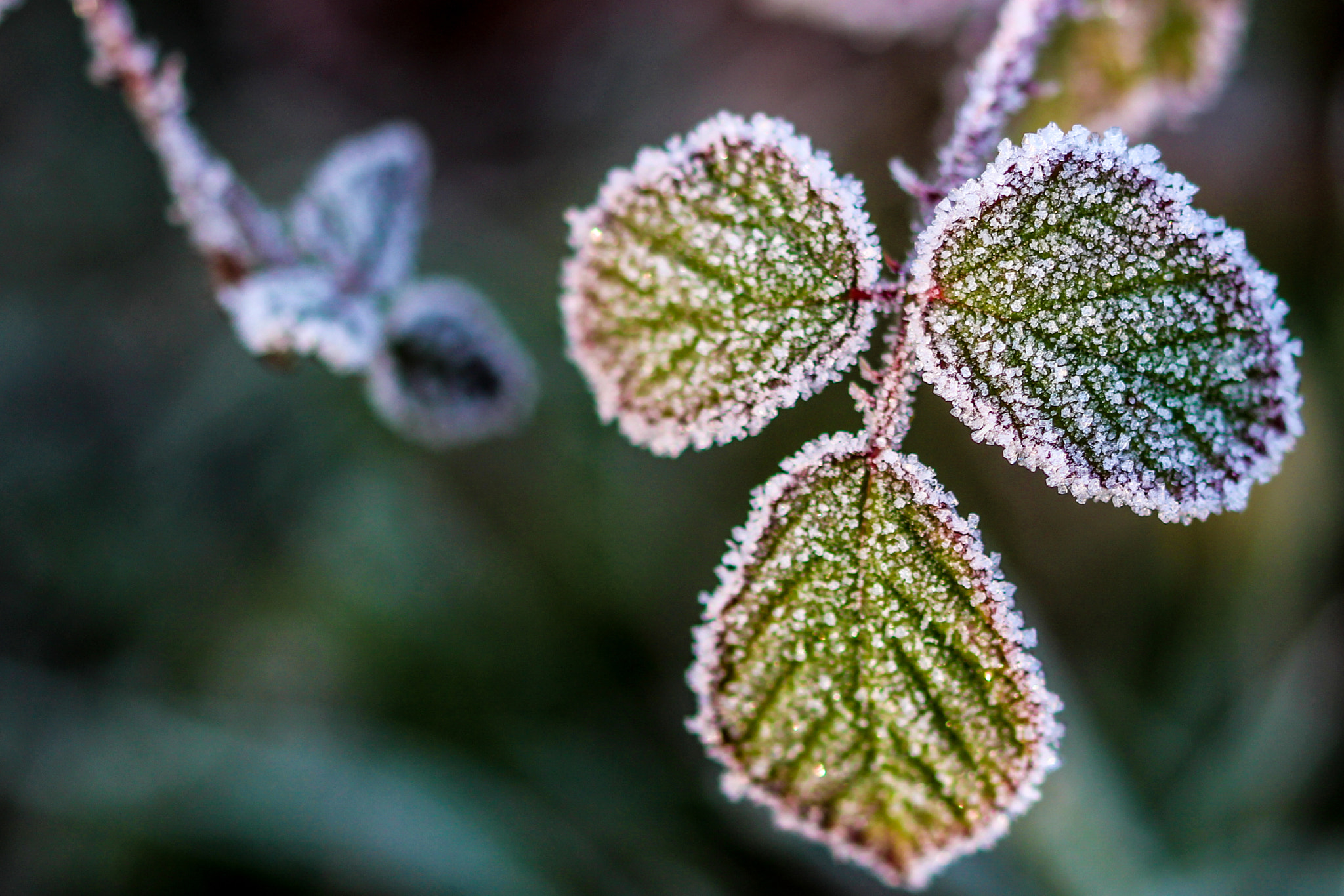 Sigma 105mm F2.8 EX DG OS HSM sample photo. Frozen leaf  2 photography