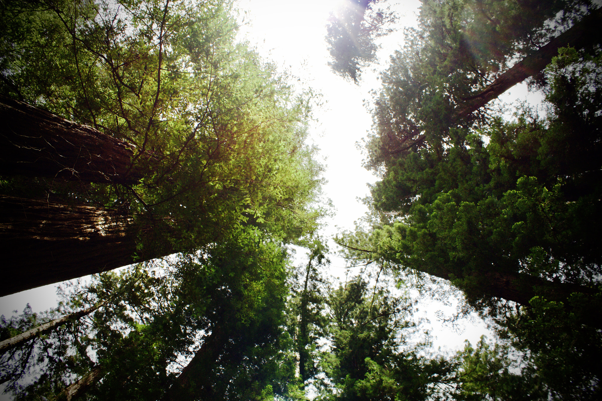 Canon EOS 700D (EOS Rebel T5i / EOS Kiss X7i) sample photo. The sun through the redwoods photography