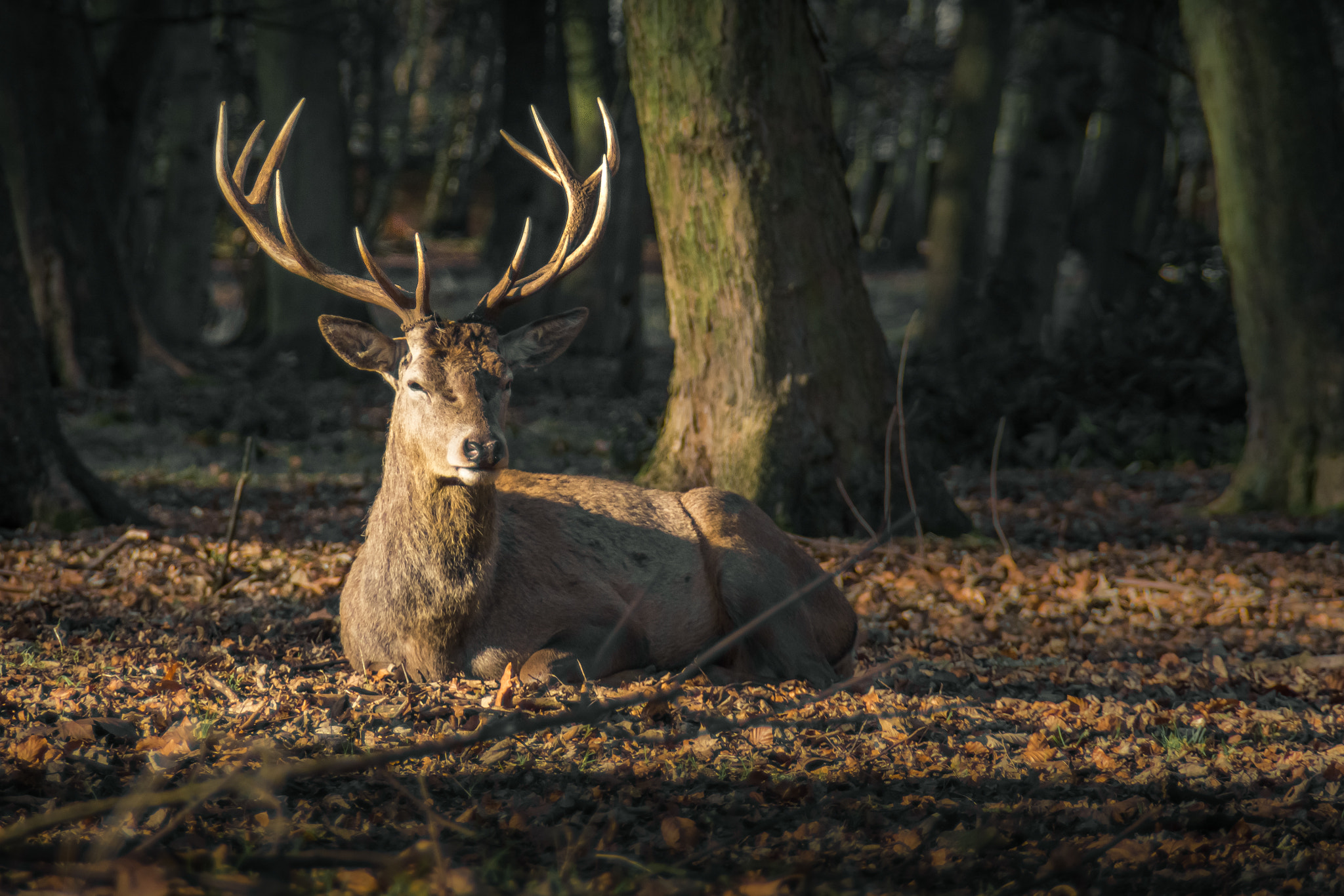 Tamron AF 18-200mm F3.5-6.3 XR Di II LD Aspherical (IF) Macro sample photo. Stag at wollaton park photography