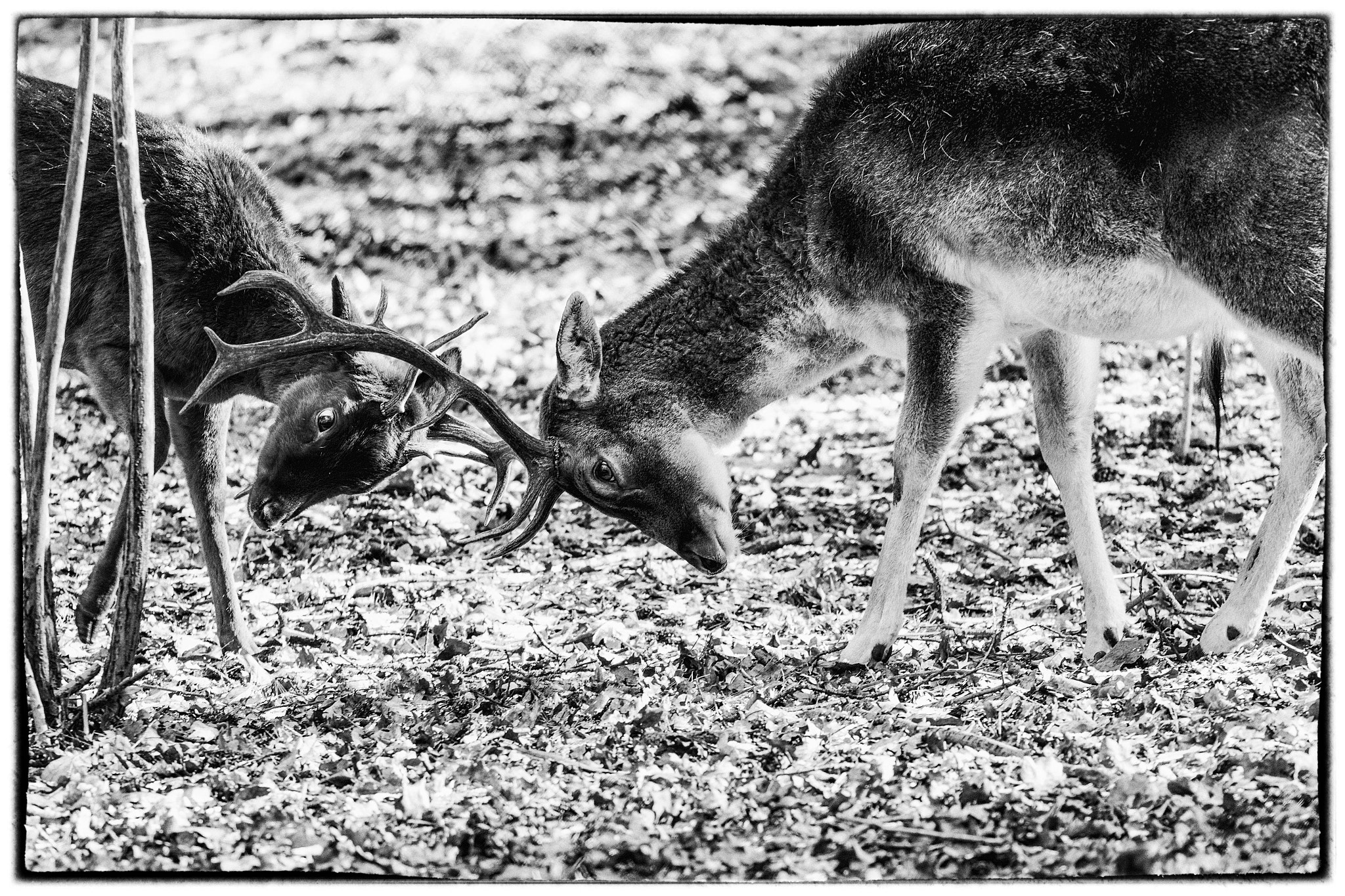 Canon EOS 600D (Rebel EOS T3i / EOS Kiss X5) + Canon EF 70-200mm F4L USM sample photo. Deer photography