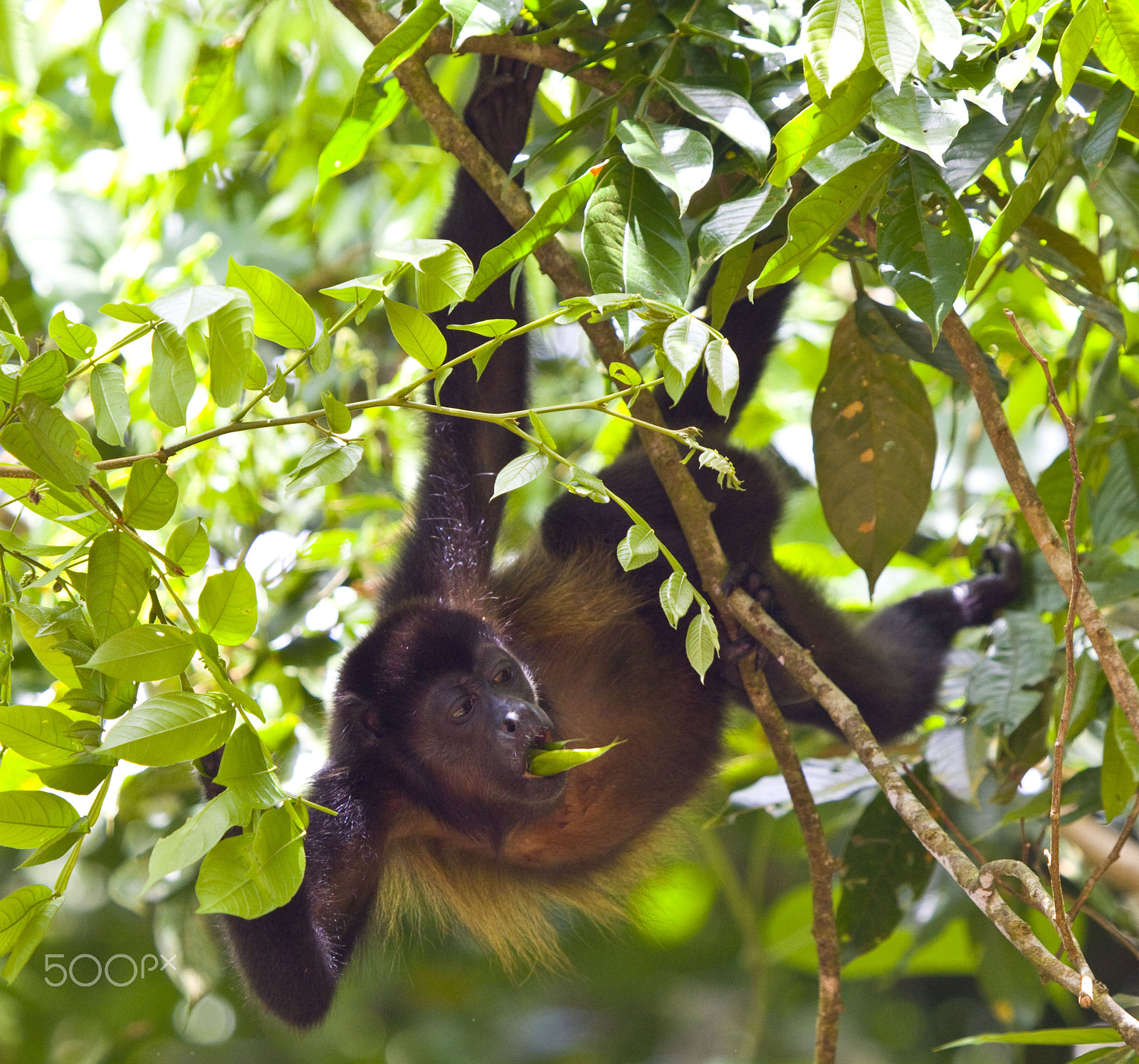 Canon EF 100-400mm F4.5-5.6L IS USM sample photo. The green tongue photography