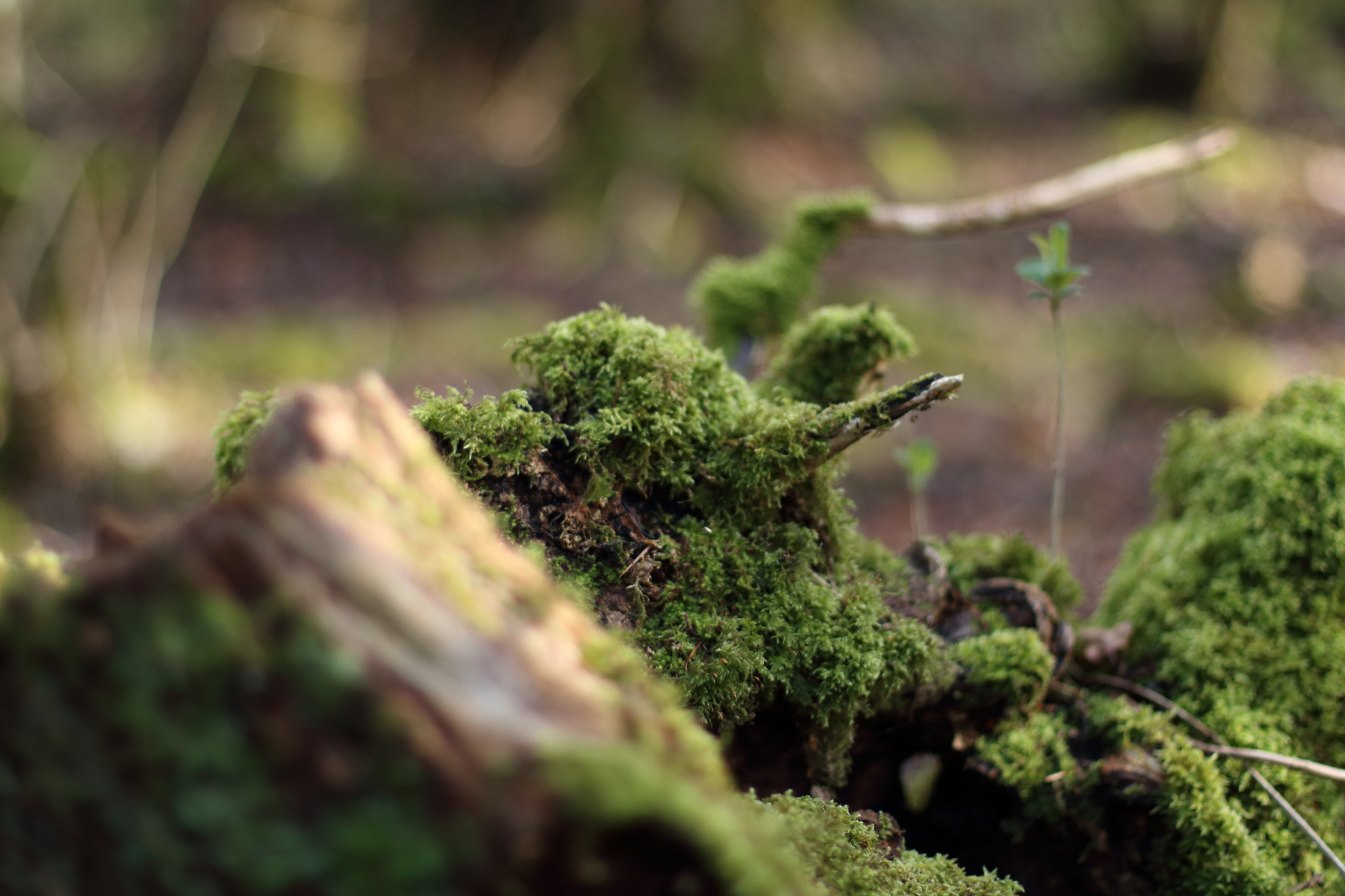 Canon EOS 760D (EOS Rebel T6s / EOS 8000D) + Canon EF 50mm F1.4 USM sample photo. Moss photography