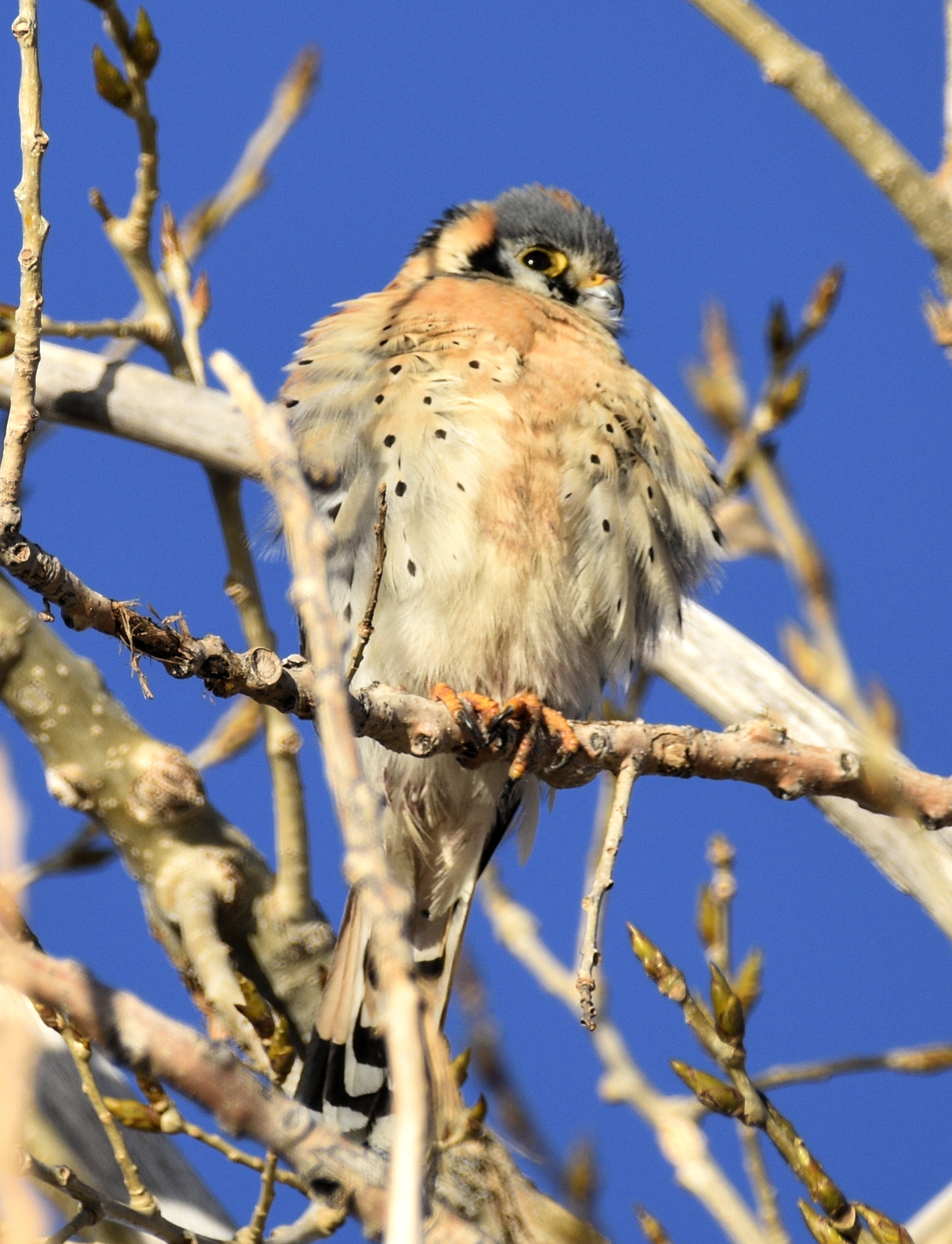 Sigma 150-600mm F5-6.3 DG OS HSM | C sample photo. Bird photography