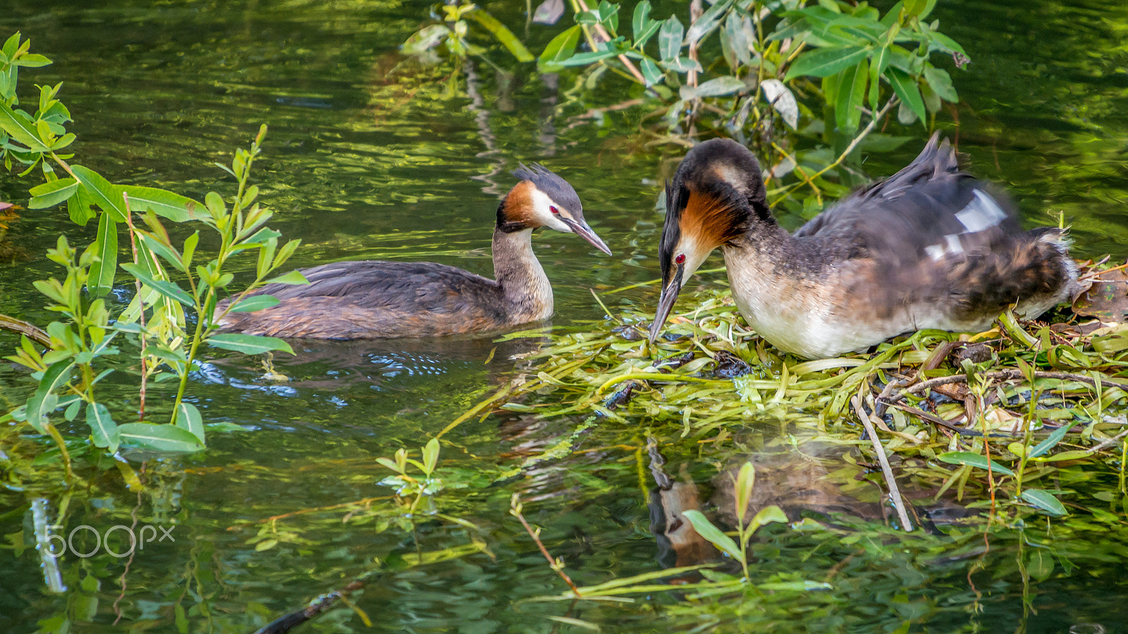 Nikon D800 + Sigma 50-500mm F4.5-6.3 DG OS HSM sample photo. Great crested grebe and nest photography