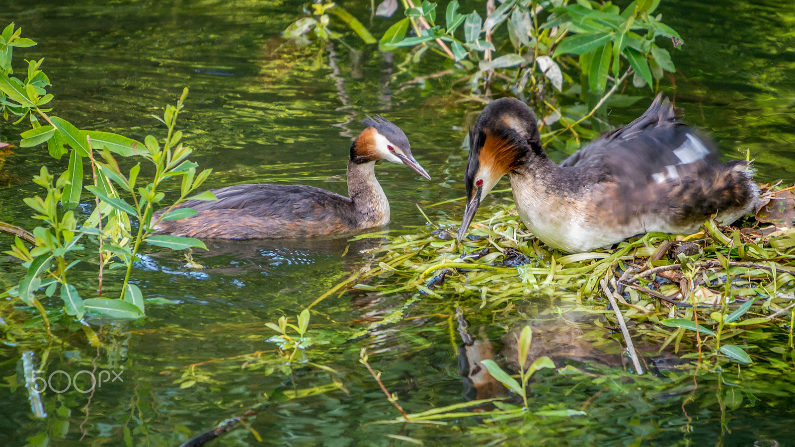 Sigma 50-500mm F4.5-6.3 DG OS HSM sample photo. Great crested grebe and nest photography