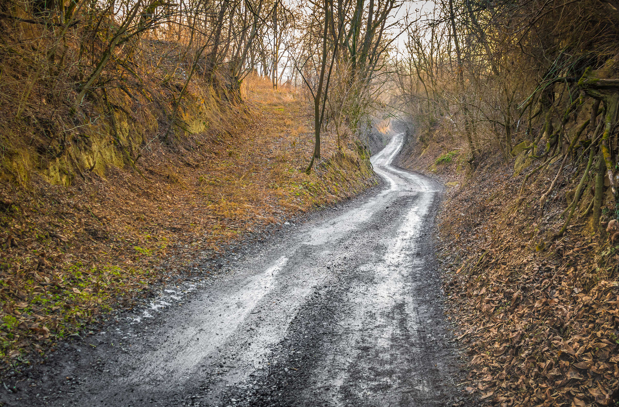 Canon EOS 760D (EOS Rebel T6s / EOS 8000D) + Canon EF 75-300mm F4.0-5.6 IS USM sample photo. Forest road photography