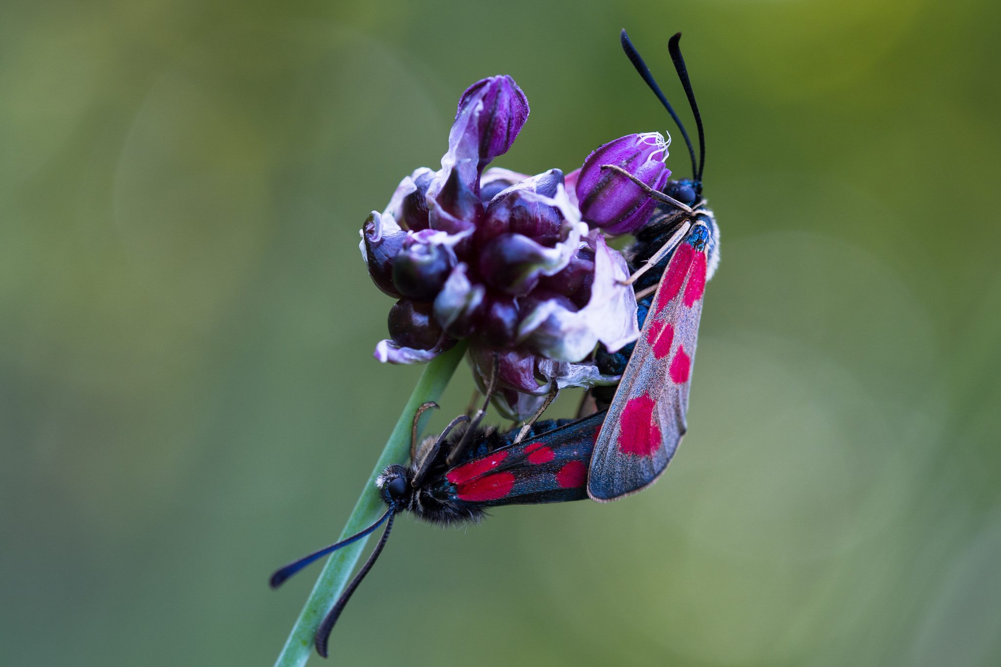 Olympus M.Zuiko Digital ED 60mm F2.8 Macro sample photo. Spotted love photography