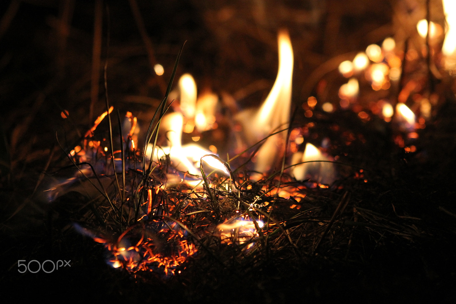 Sigma 105mm F2.8 EX DG Macro sample photo. Fire in dry grass photography