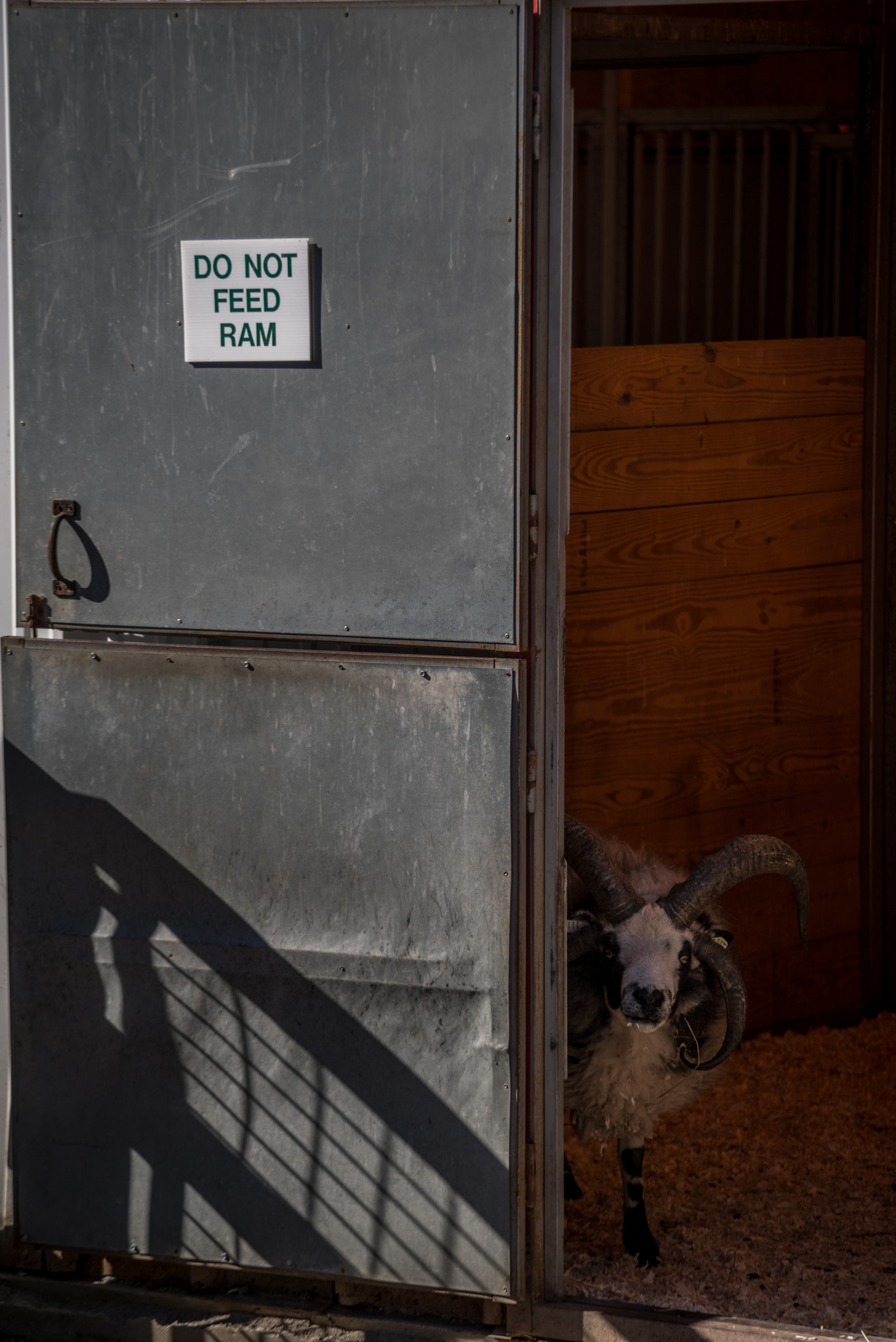 Pentax K-1 sample photo. Do not feed the ram, turtle back zoo, new jersey photography