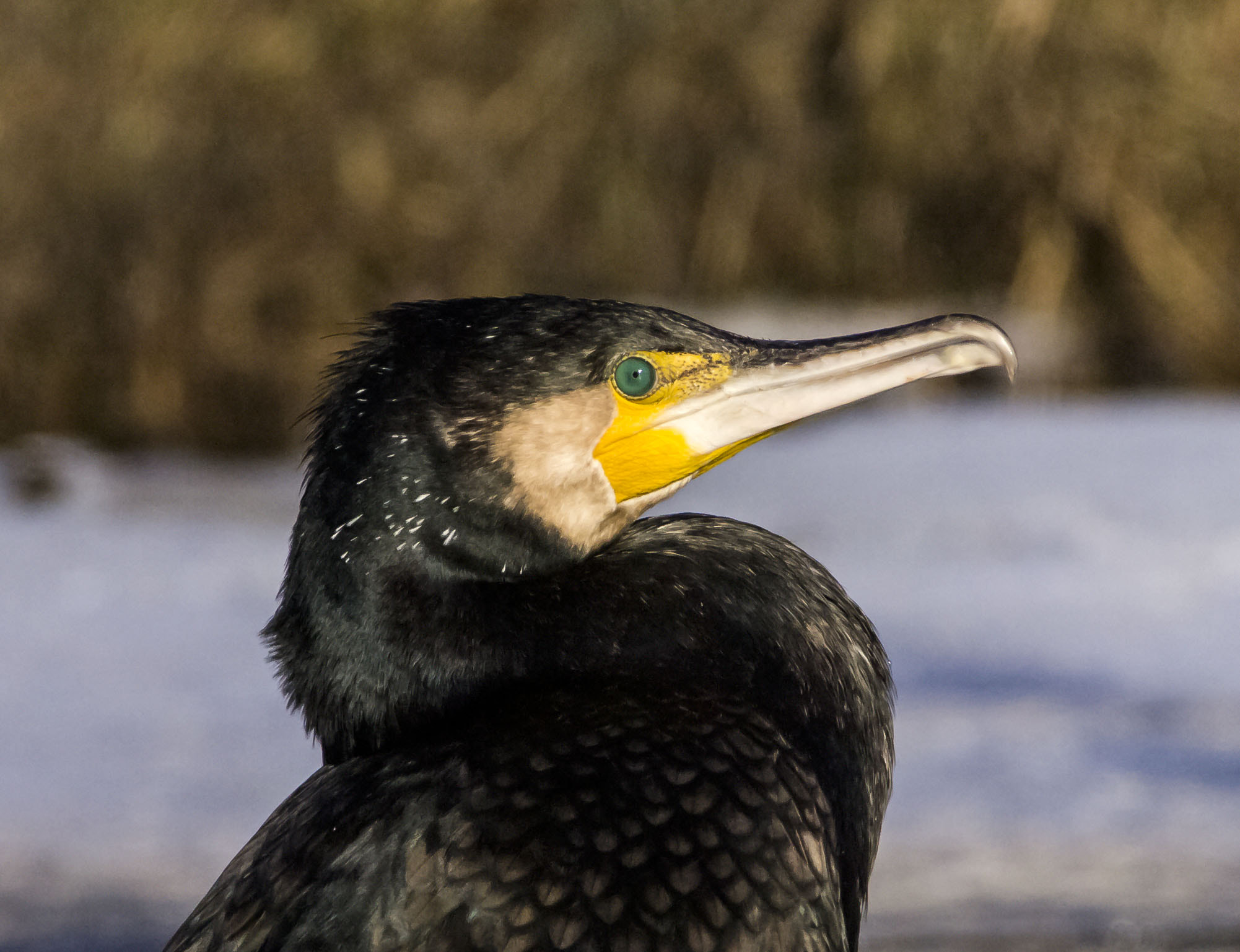 OLYMPUS 300mm Lens sample photo. Cormorant photography