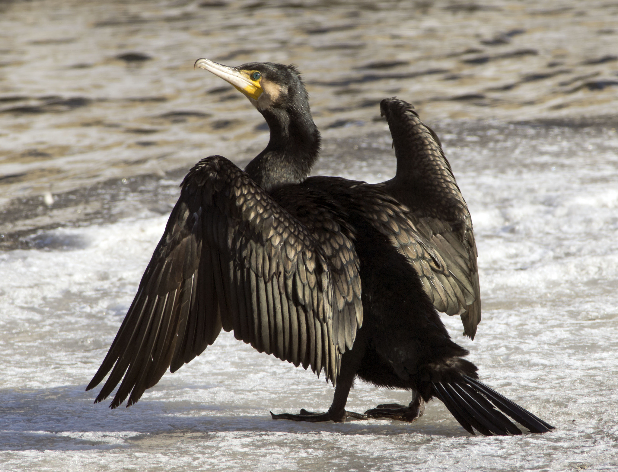 OLYMPUS 300mm Lens sample photo. Cormorant photography