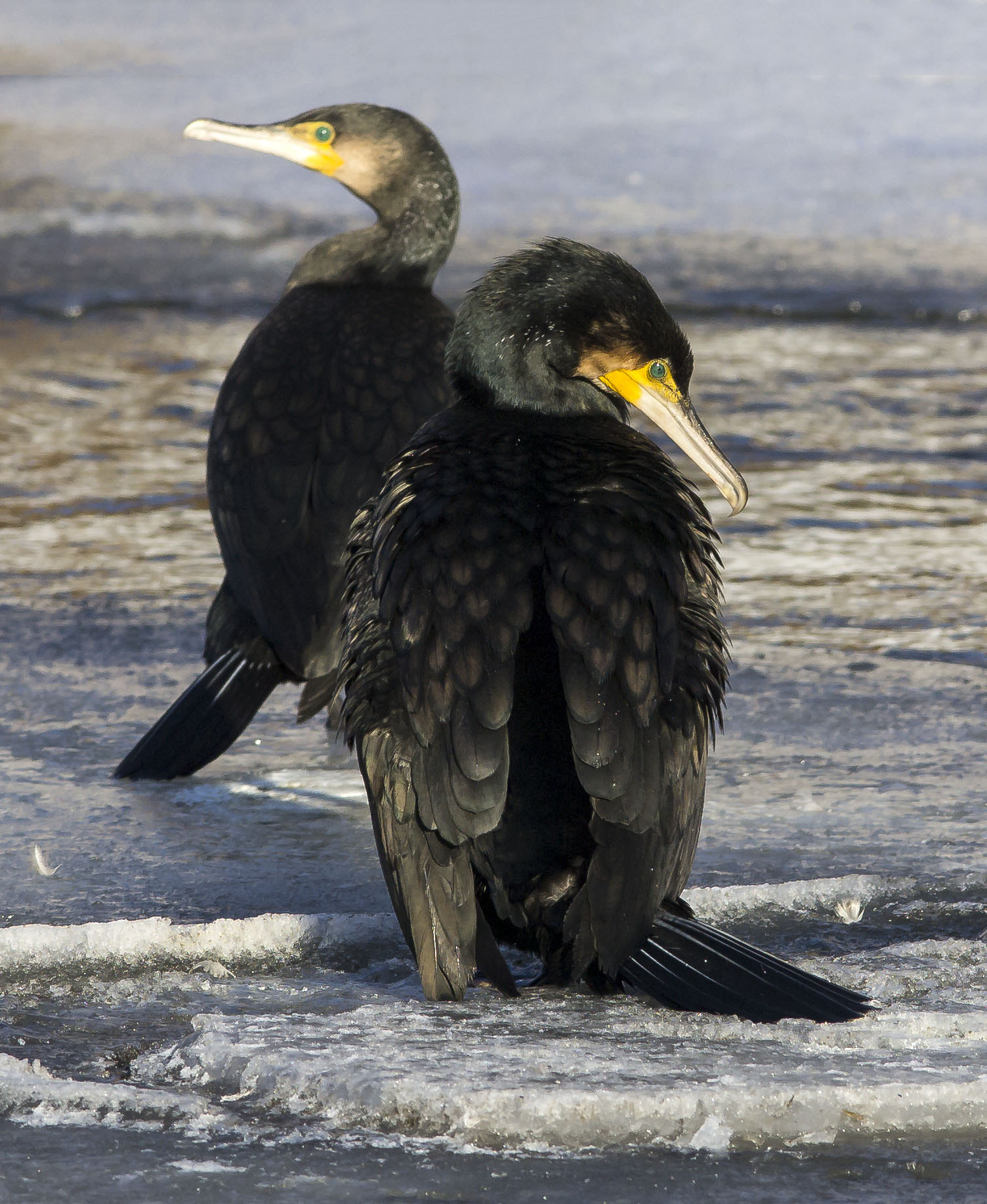 OLYMPUS 300mm Lens sample photo. Cormorant photography